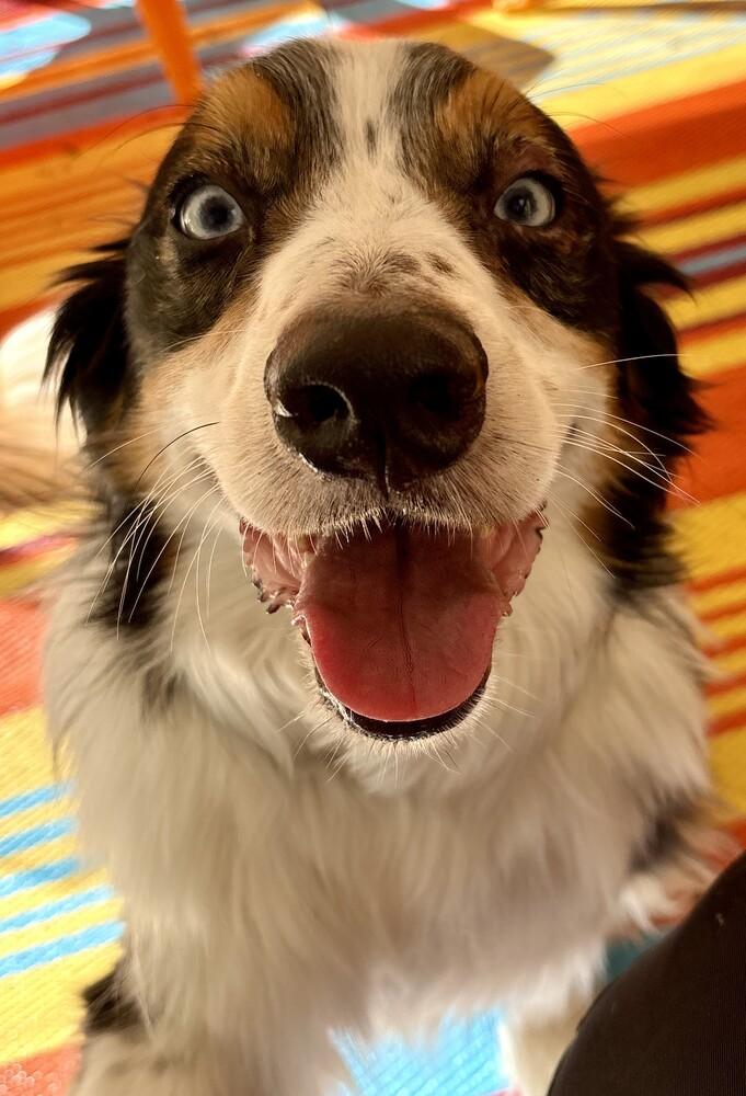 1110 Finley, a Adoptable Australian Shepherd in South Bend, IN image 5/6