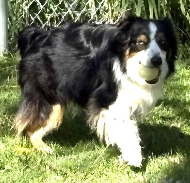 1110 Finley, a Adoptable Australian Shepherd in South Bend, IN image 1/6