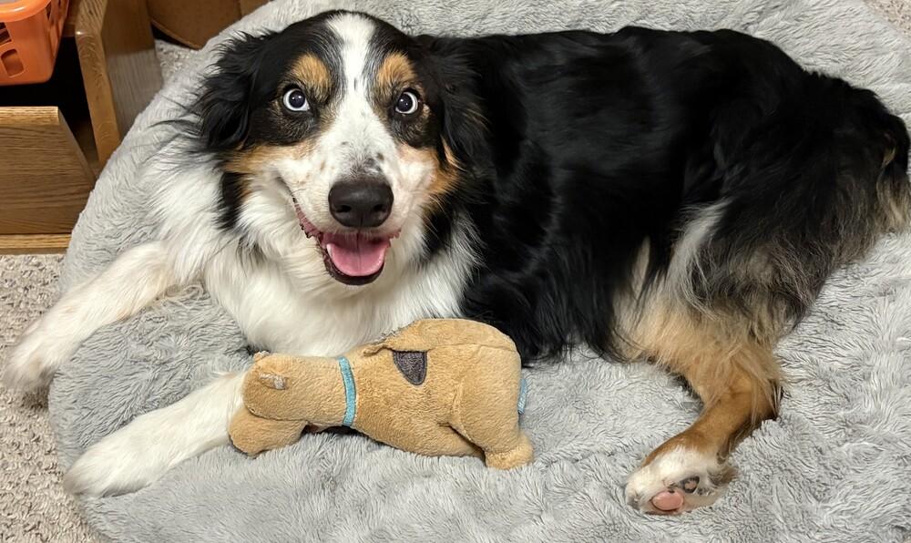1110 Finley, a Adoptable Australian Shepherd in South Bend, IN image 6/6