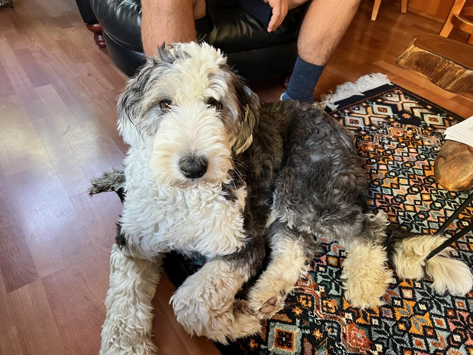 Luna*Sheep-a-Doodle princess, Adopted, Adult Female Old English Sheepdog & Labradoodle.