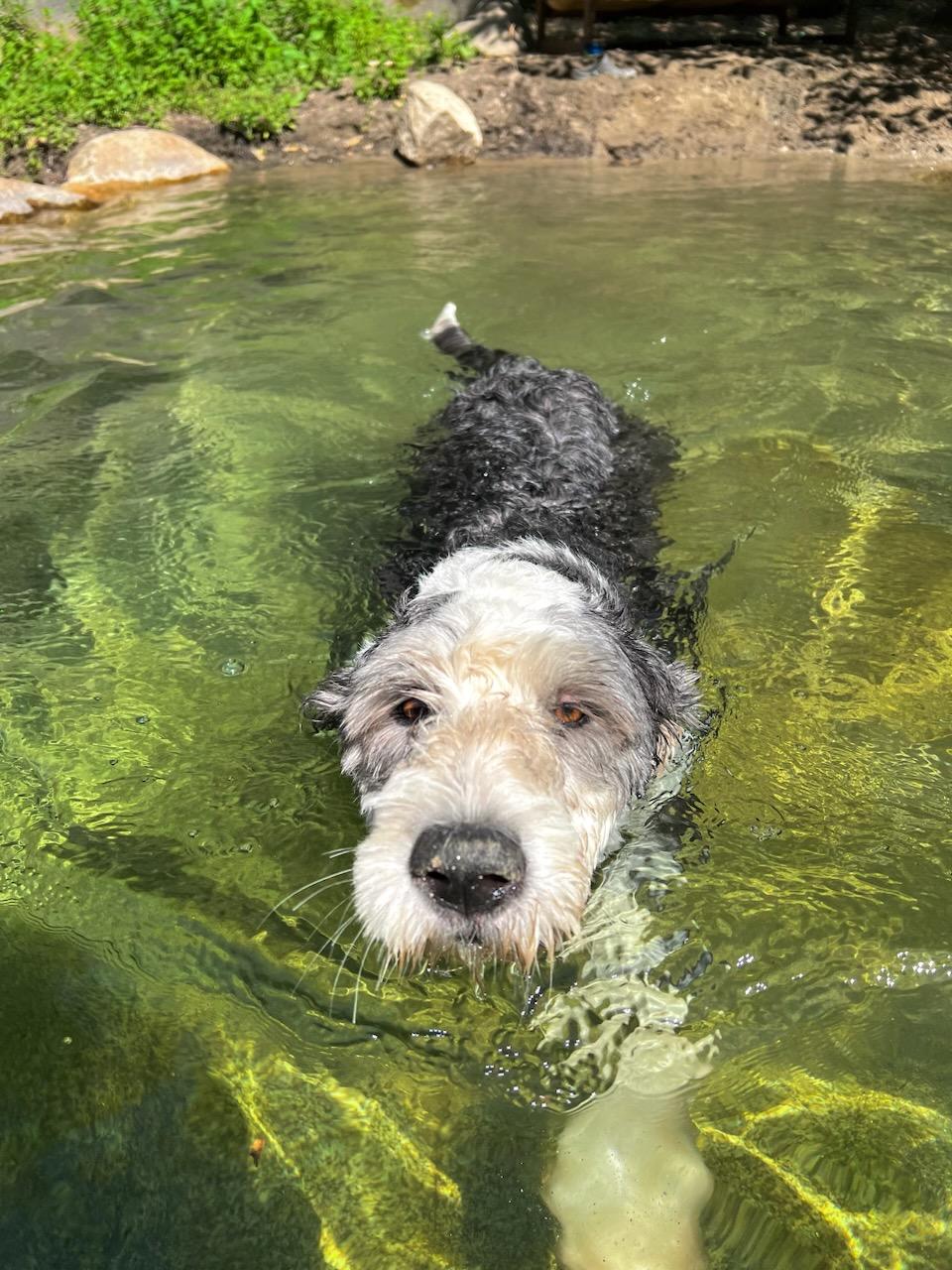 Enlarge Luna*Sheep-a-Doodle princess, a Adopted mixed breed in Grass Valley, CA image 2/4