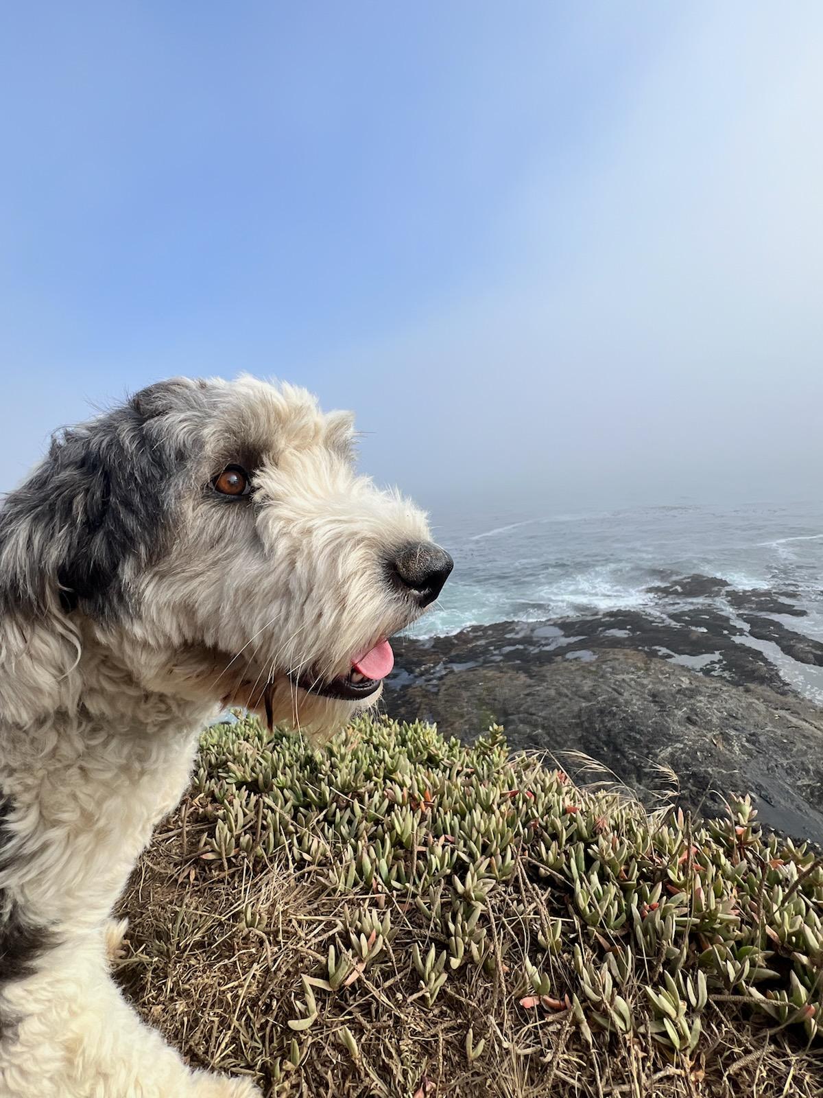 Enlarge Luna*Sheep-a-Doodle princess, a Adopted mixed breed in Grass Valley, CA image 3/4