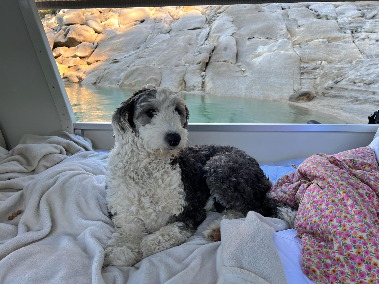 Enlarge Luna*Sheep-a-Doodle princess, a Adopted mixed breed in Grass Valley, CA image 4/4