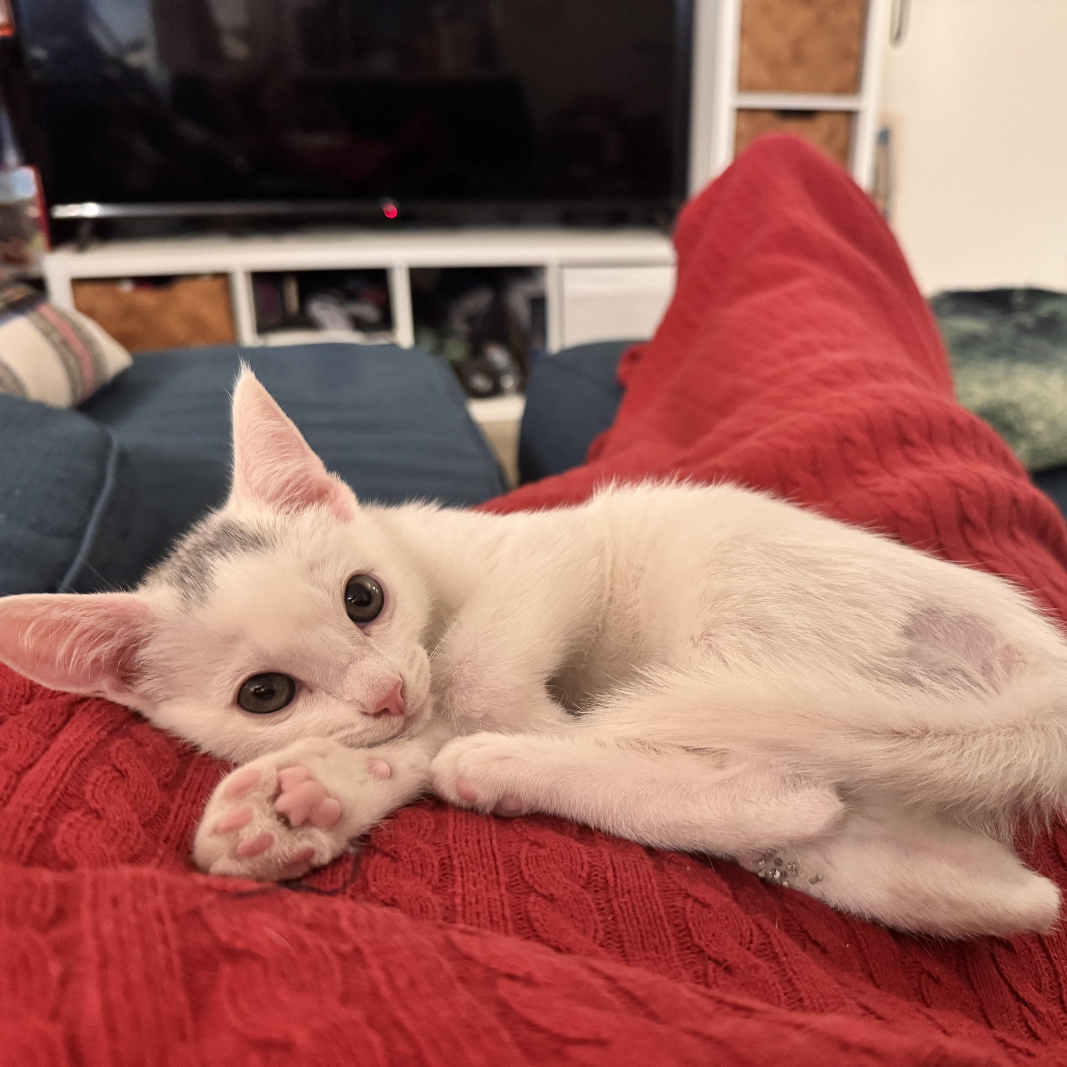 Rodeo — thumbnail 3