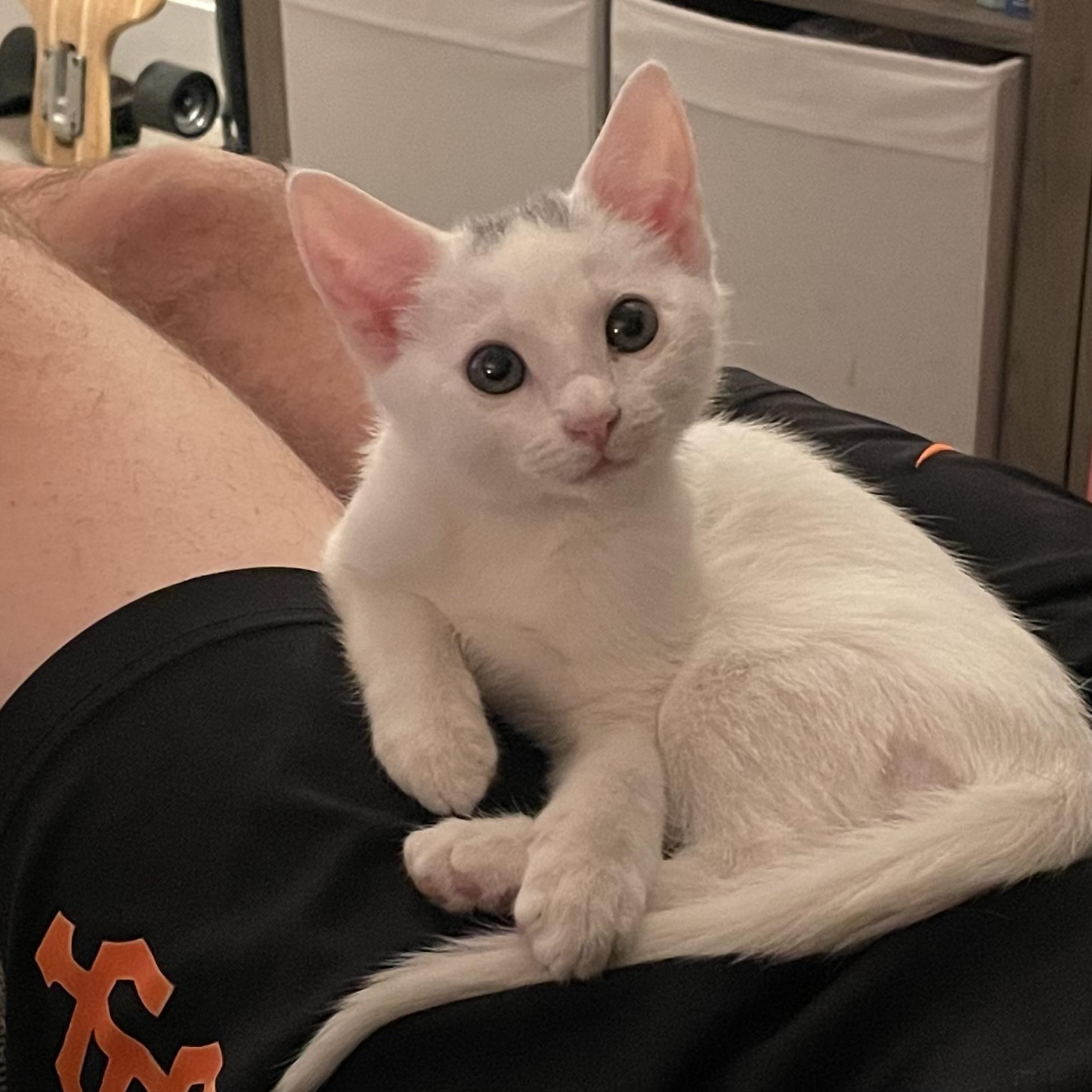 Rodeo — thumbnail 4