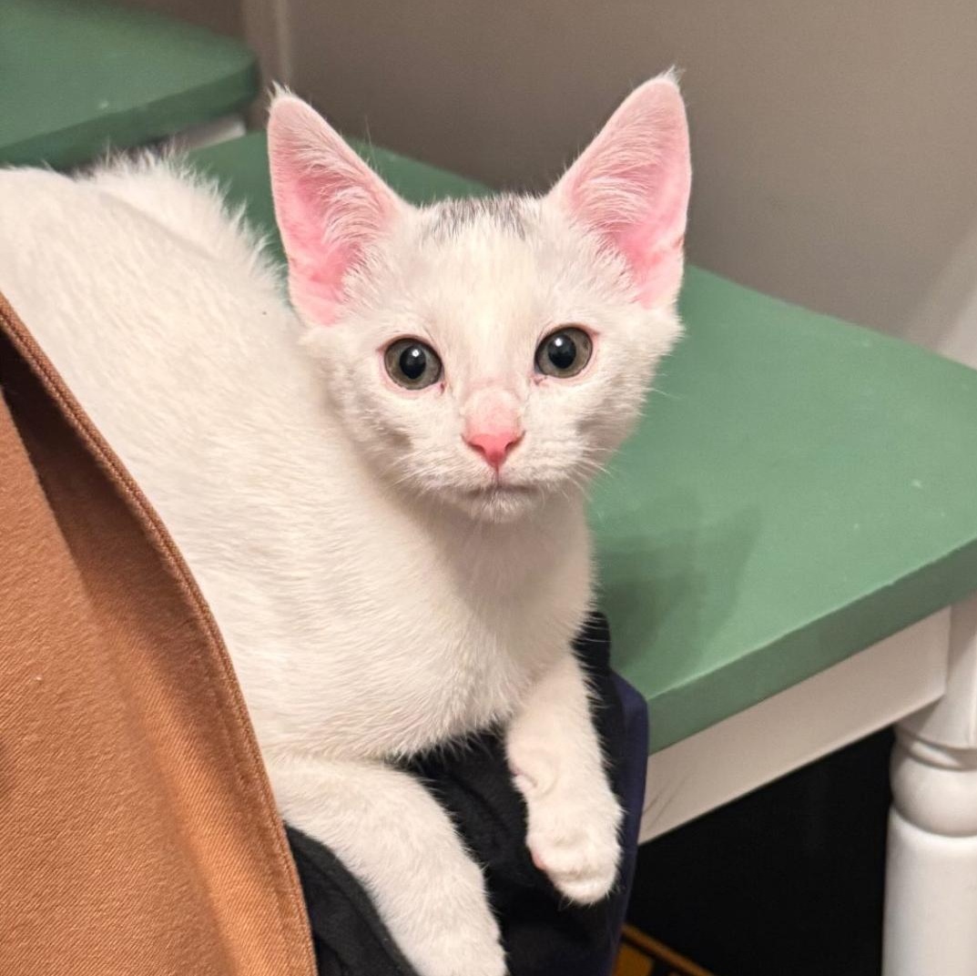 Rodeo — thumbnail 5