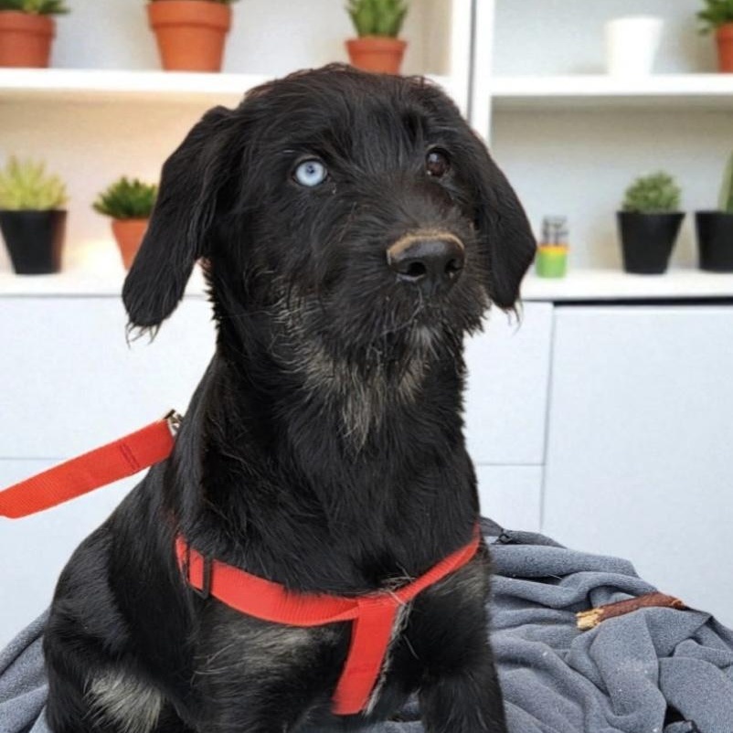 Kiki, an adoptable German Shorthaired Pointer, Labradoodle in Brentwood, TN, 37024 | Photo Image 1