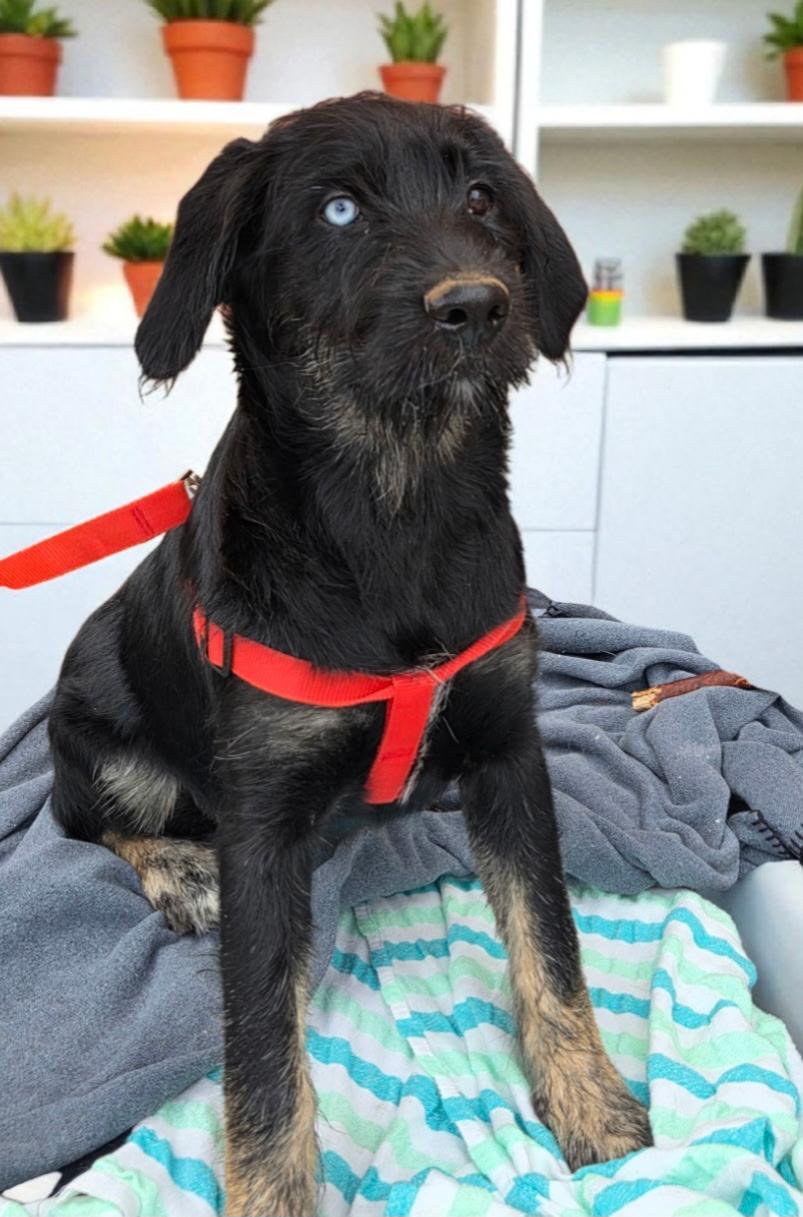 Kiki, an adoptable Schnoodle in Brentwood, TN, 37024 | Photo Image 1