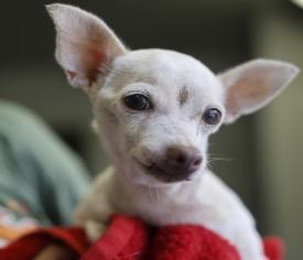 Enlarge Daisy, a Adoptable Chihuahua in Bryan, TX image 1/1