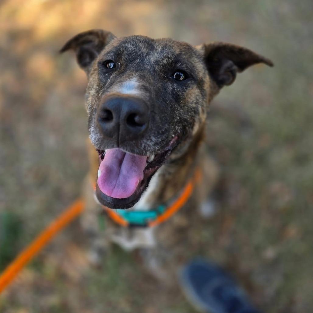 Phoenix, Adoptable, Adult Female Plott Hound.