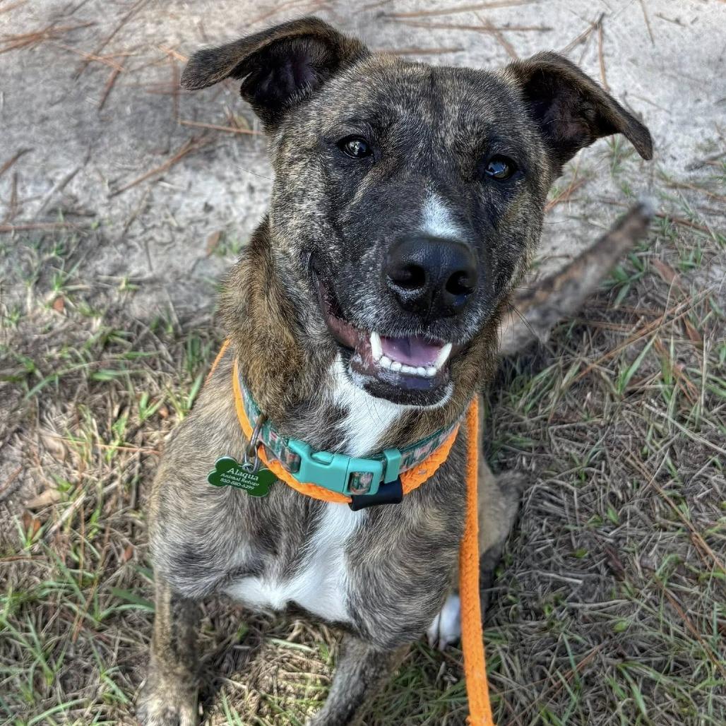 Phoenix, Adoptable, Adult Female Plott Hound.