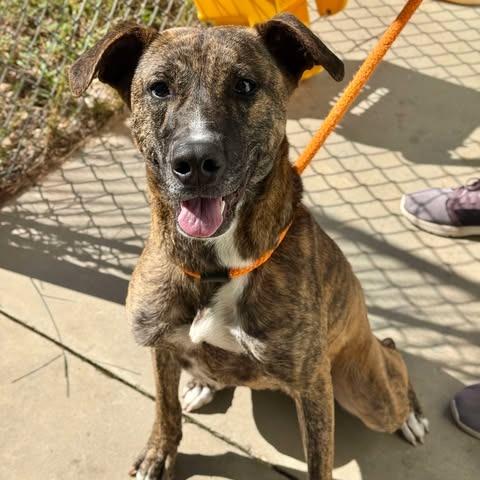 Enlarge Phoenix, a Adoptable Plott Hound in Freeport, FL image 4/6