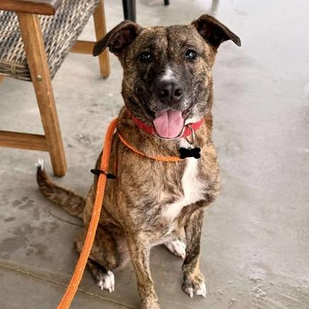 Enlarge Phoenix, a Adoptable Plott Hound in Freeport, FL image 6/6