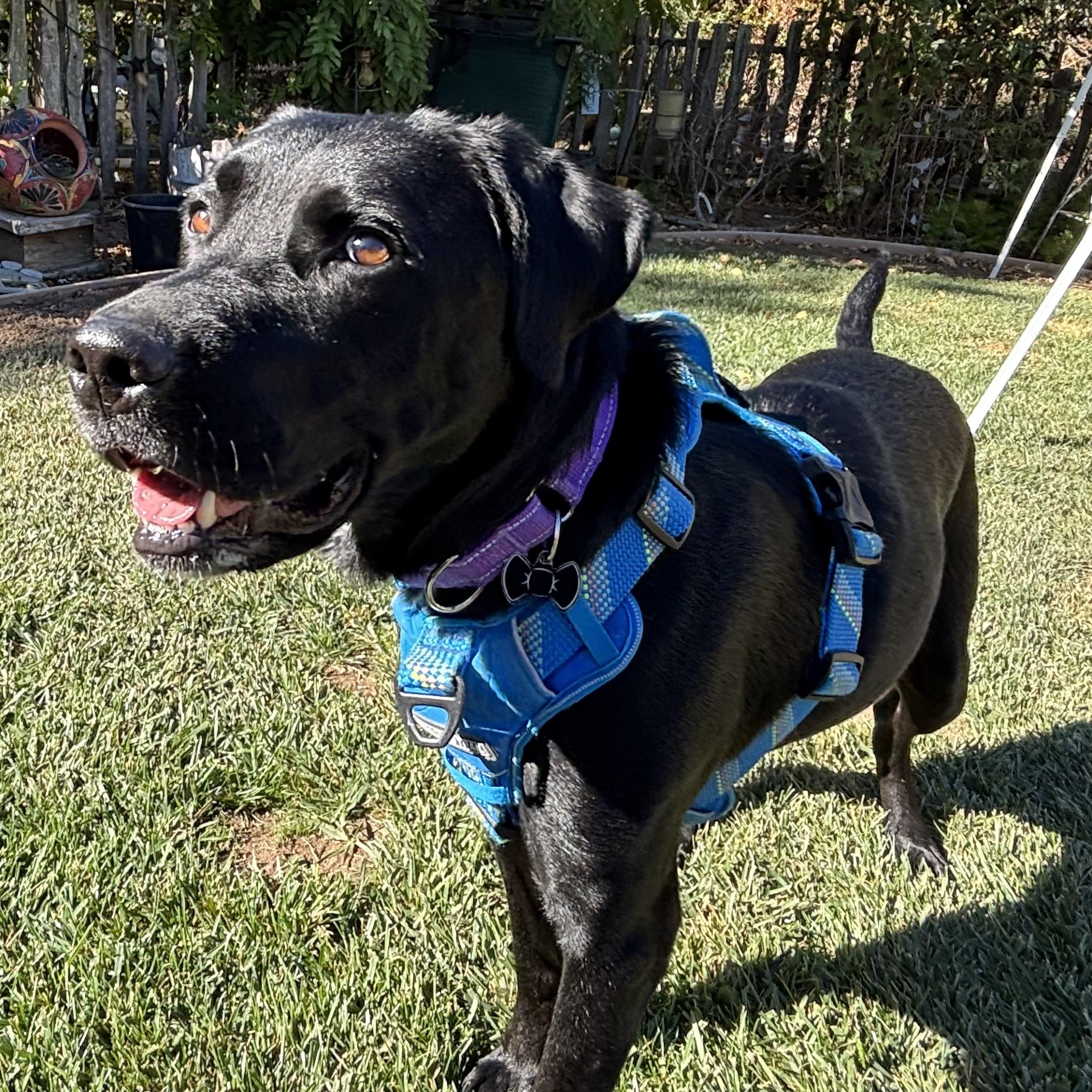 Eggs Benedict, a Adoptable mixed breed in San Francisco, CA image 1/5