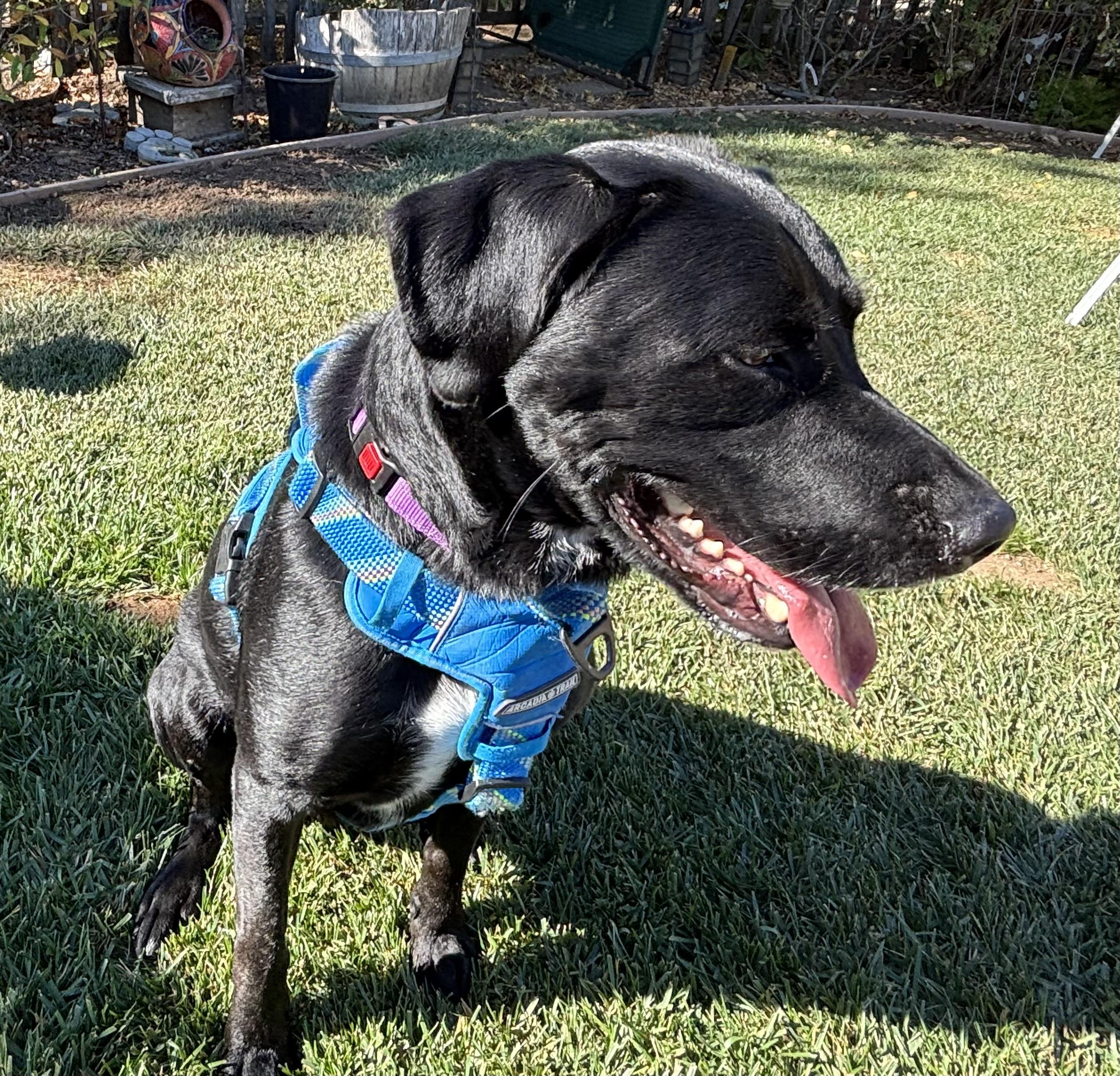 Eggs Benedict, a Adoptable mixed breed in San Francisco, CA image 2/5