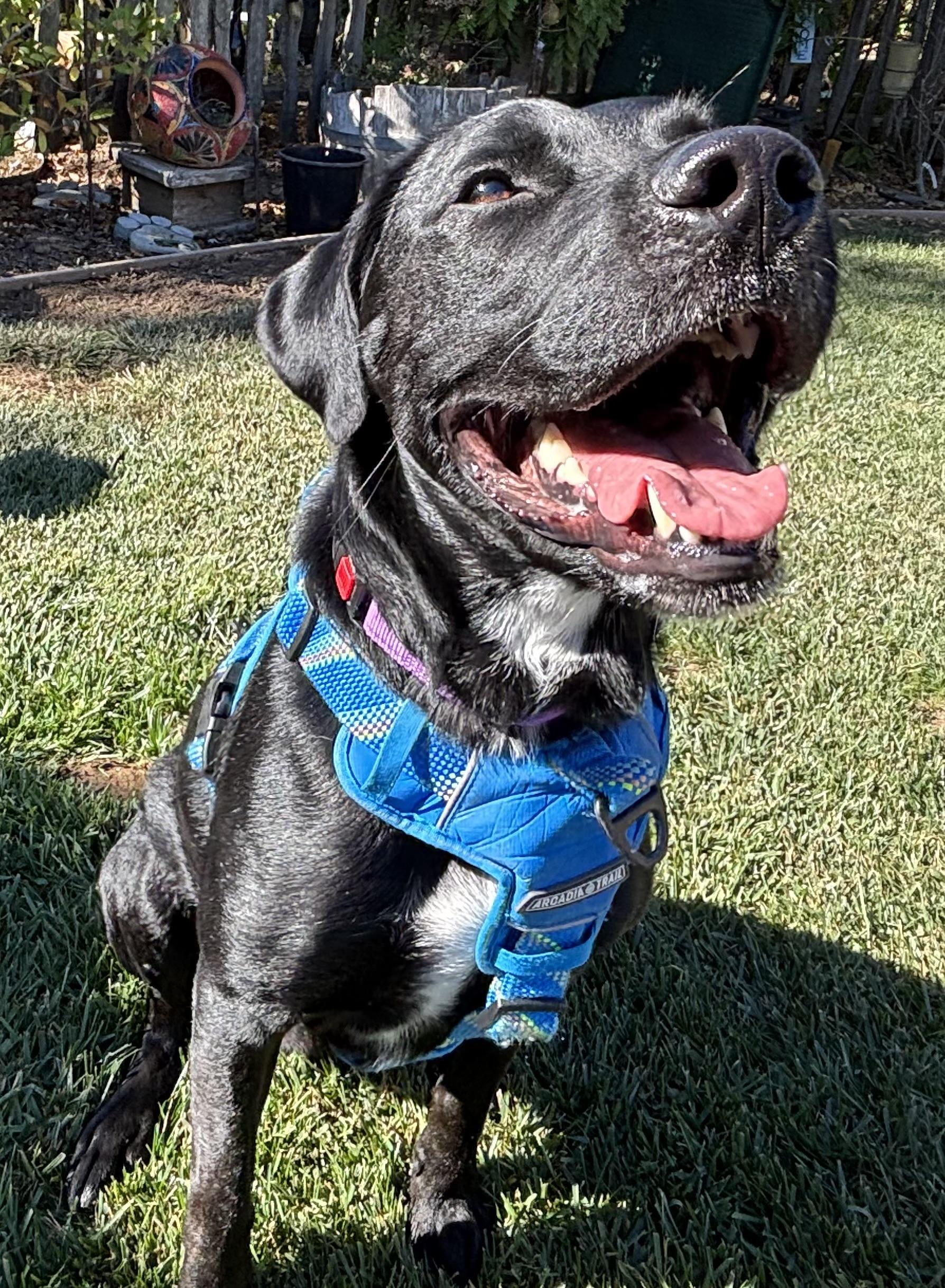 Eggs Benedict, a Adoptable mixed breed in San Francisco, CA image 3/5