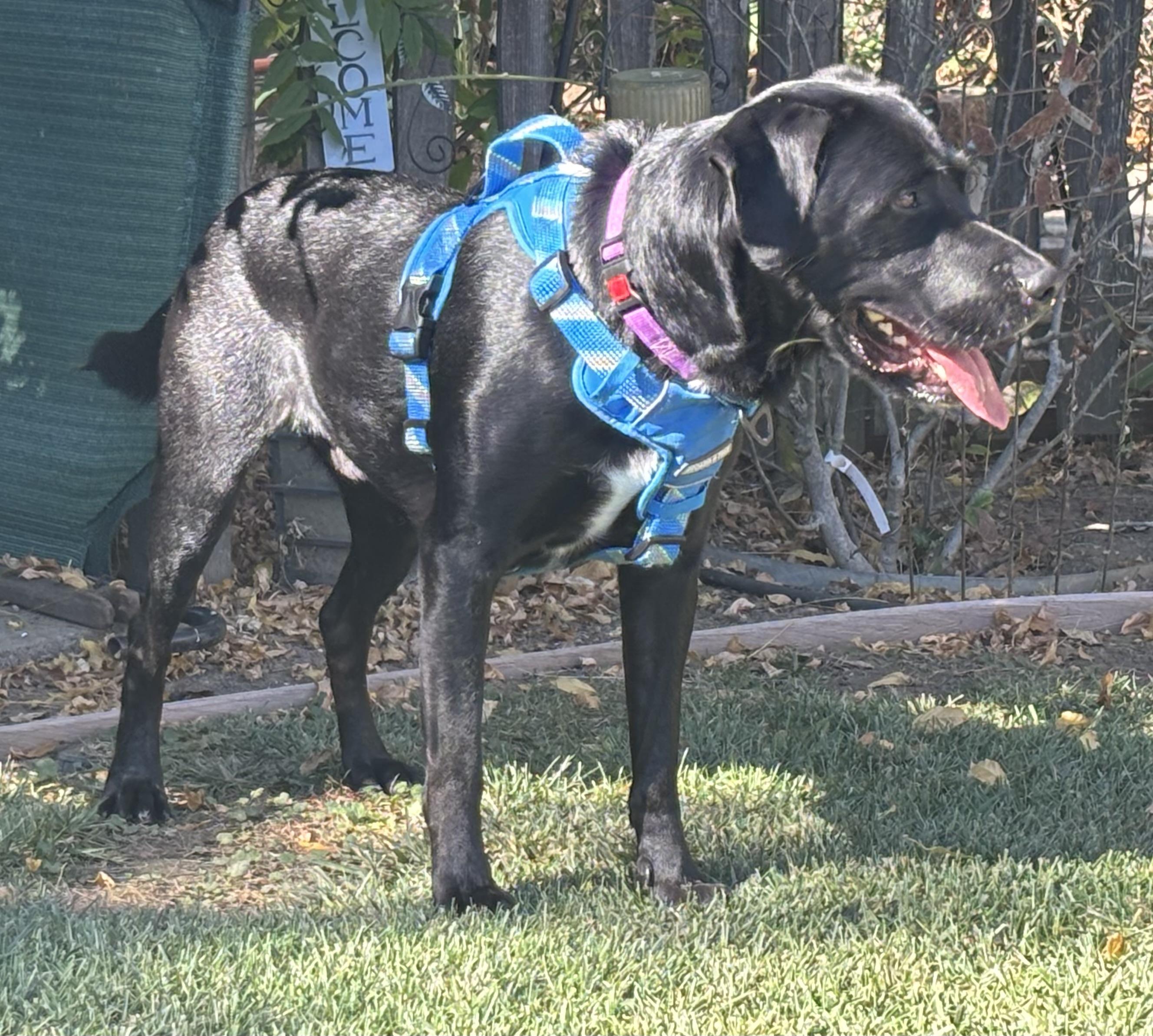 Eggs Benedict, Adoptable, Young Male Labrador Retriever.