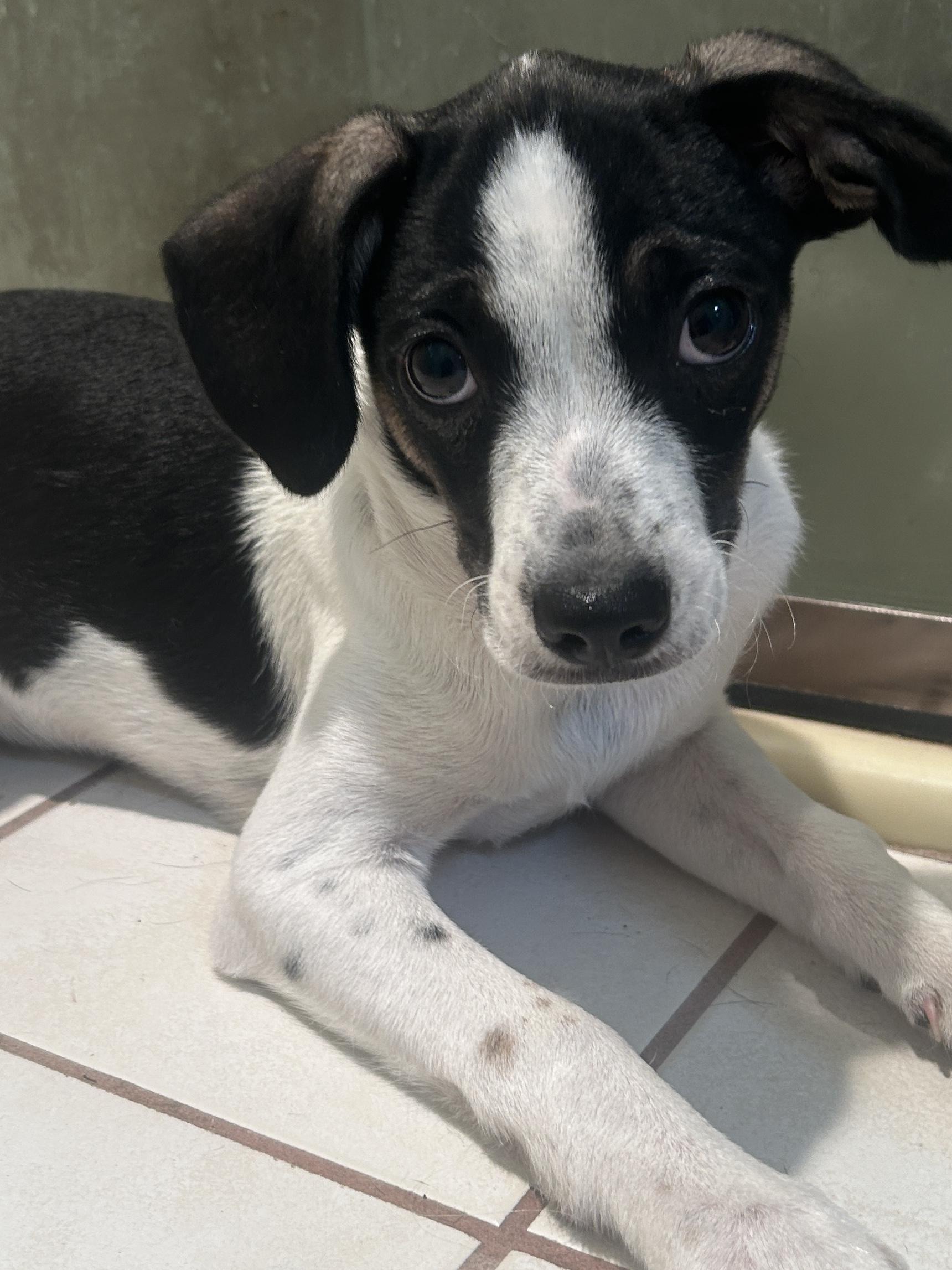 Enlarge TUX, a ADOPTABLE mixed breed in El Cajon, CA image 4/6