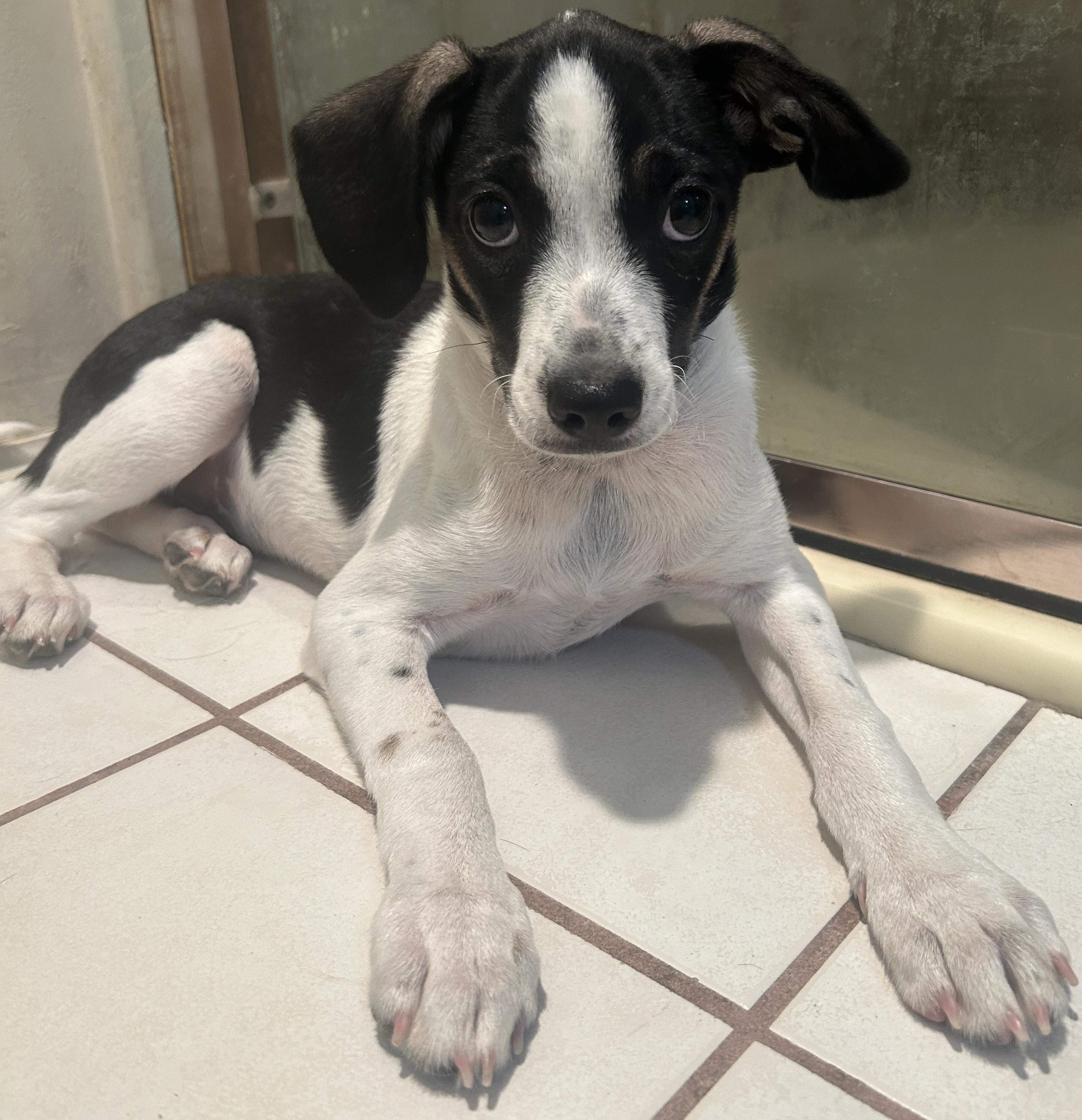 Enlarge TUX, a ADOPTABLE mixed breed in El Cajon, CA image 3/6