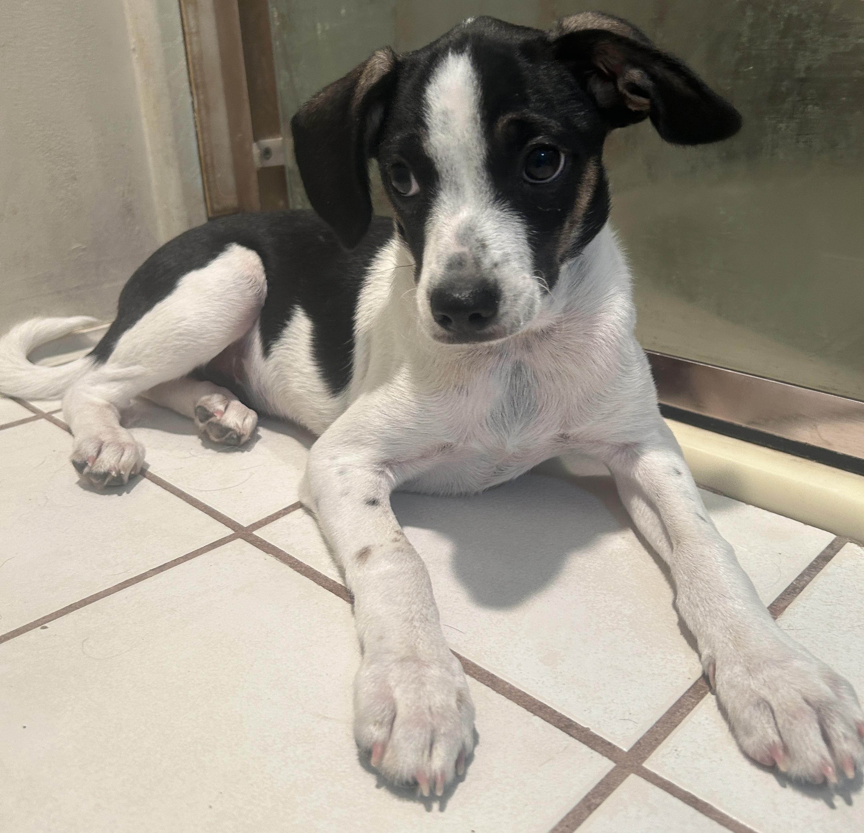 Enlarge TUX, a ADOPTABLE mixed breed in El Cajon, CA image 5/6