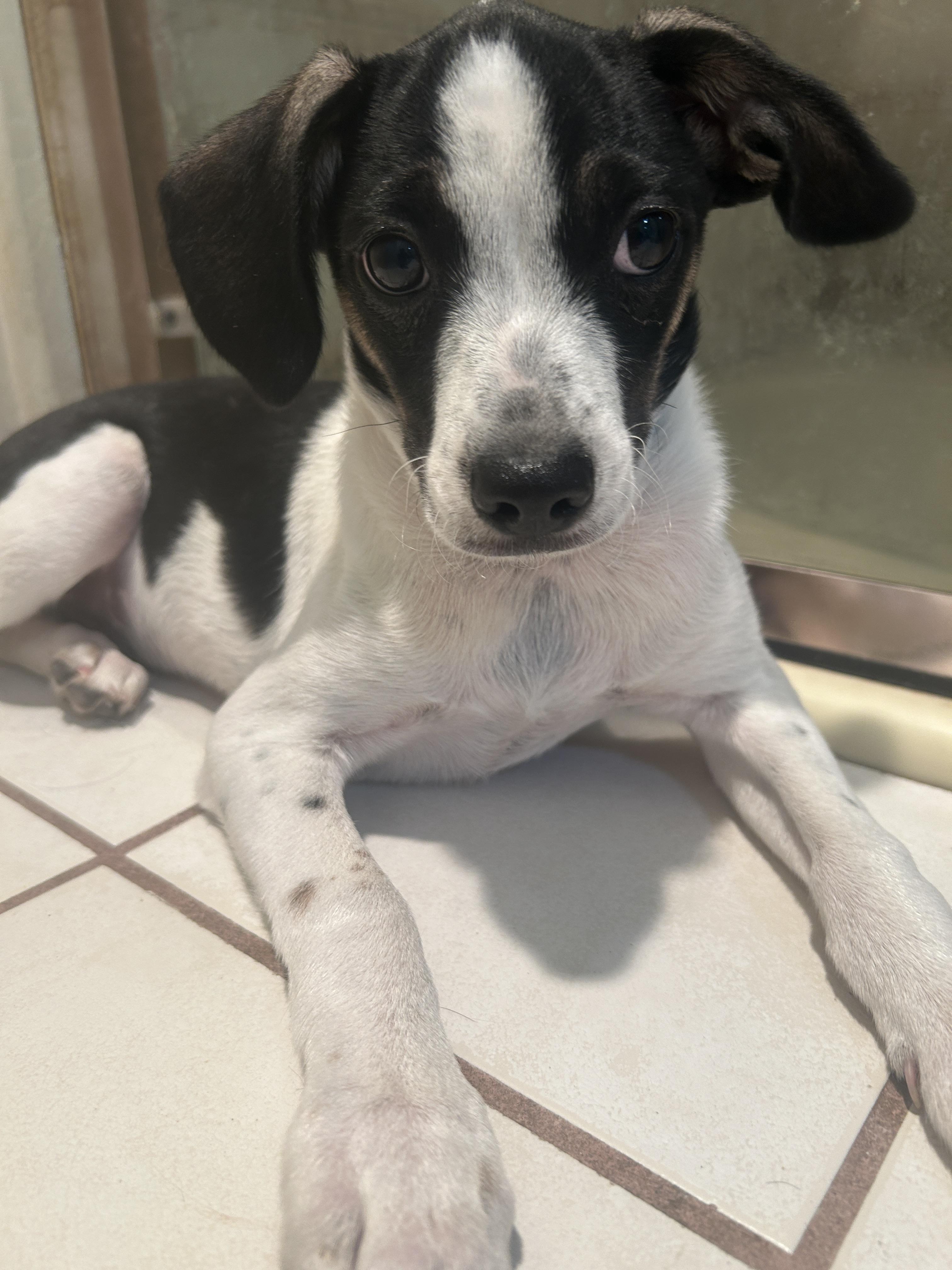 Enlarge TUX, a ADOPTABLE mixed breed in El Cajon, CA image 6/6