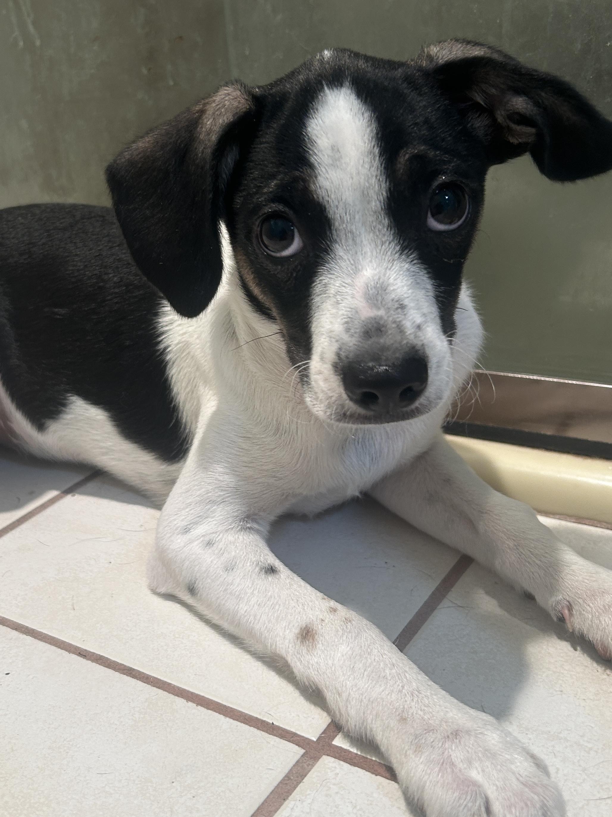 TUX, ADOPTABLE, Puppy Male Chihuahua.