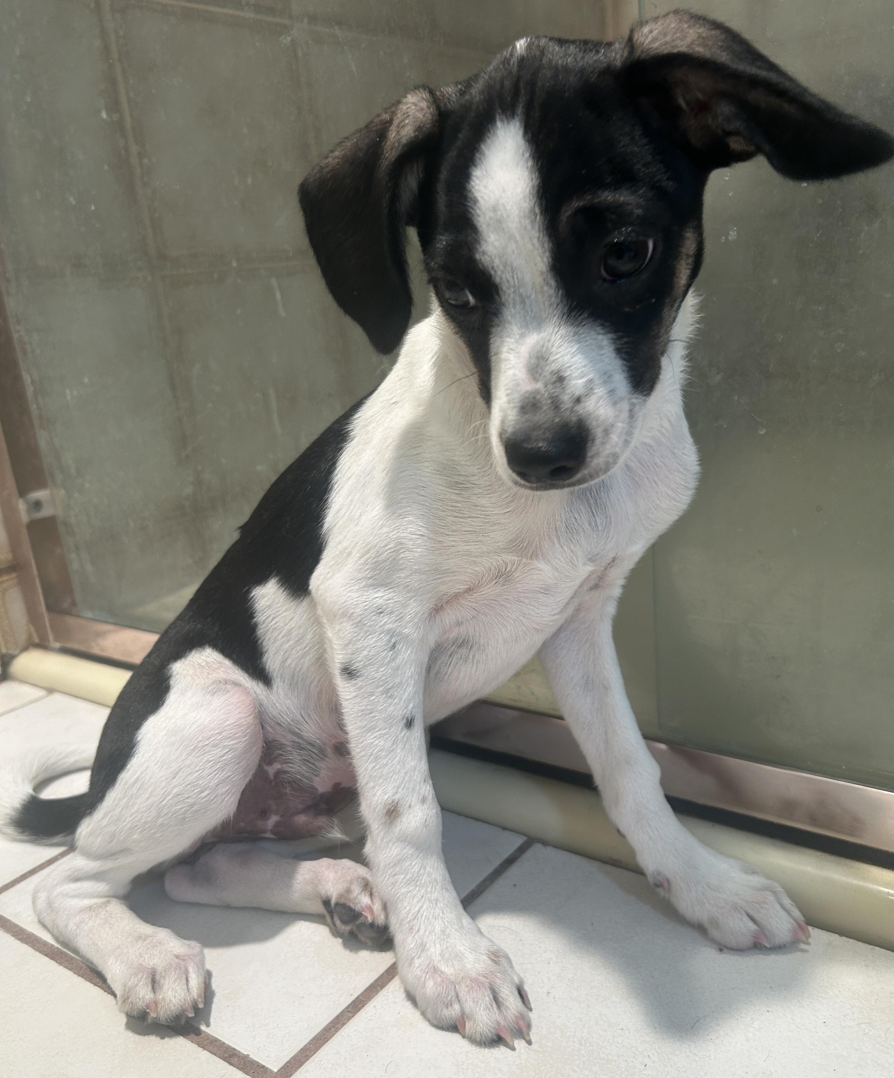 Enlarge TUX, a ADOPTABLE mixed breed in El Cajon, CA image 2/6