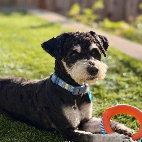 Truffle, Adoptable, Adult Male Poodle & Maltese.