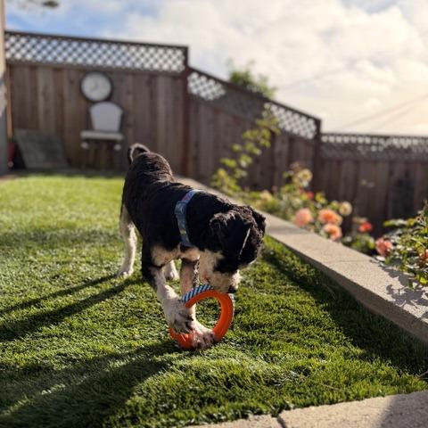 Enlarge Truffle, a Adoptable mixed breed in Pacifica, CA image 2/6