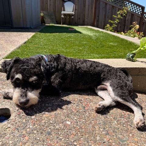 Enlarge Truffle, a Adoptable mixed breed in Pacifica, CA image 3/6