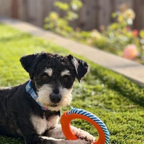 Enlarge Truffle, a Adoptable mixed breed in Pacifica, CA image 4/6