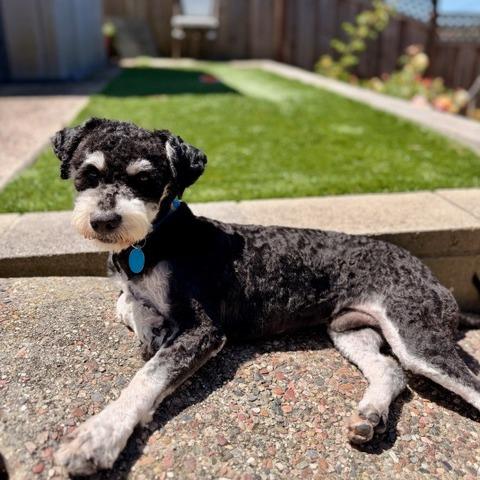 Enlarge Truffle, a Adoptable mixed breed in Pacifica, CA image 5/6