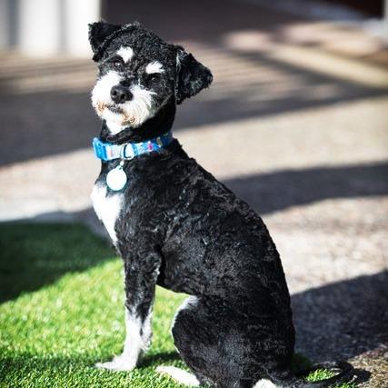 Enlarge Truffle, a Adoptable mixed breed in Pacifica, CA image 6/6