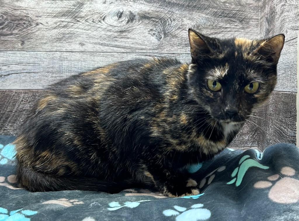 Enlarge Lora, a Adoptable mixed breed in Washington Court House, OH image 1/2