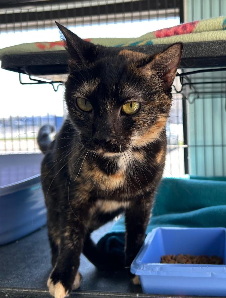 Enlarge Lora, a Adoptable mixed breed in Washington Court House, OH image 2/2