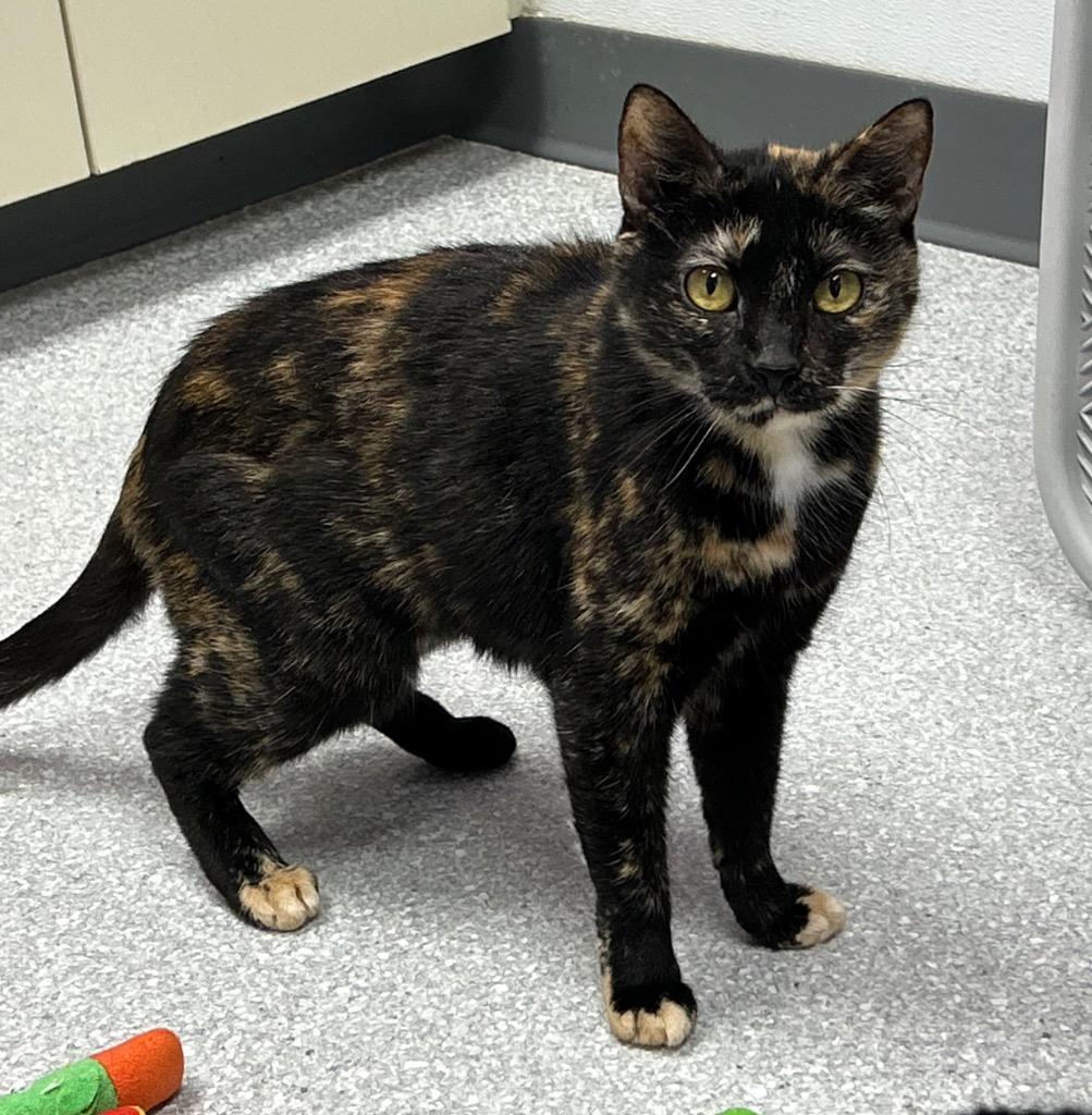Enlarge Lora, a Adoptable mixed breed in Washington Court House, OH image 4/4