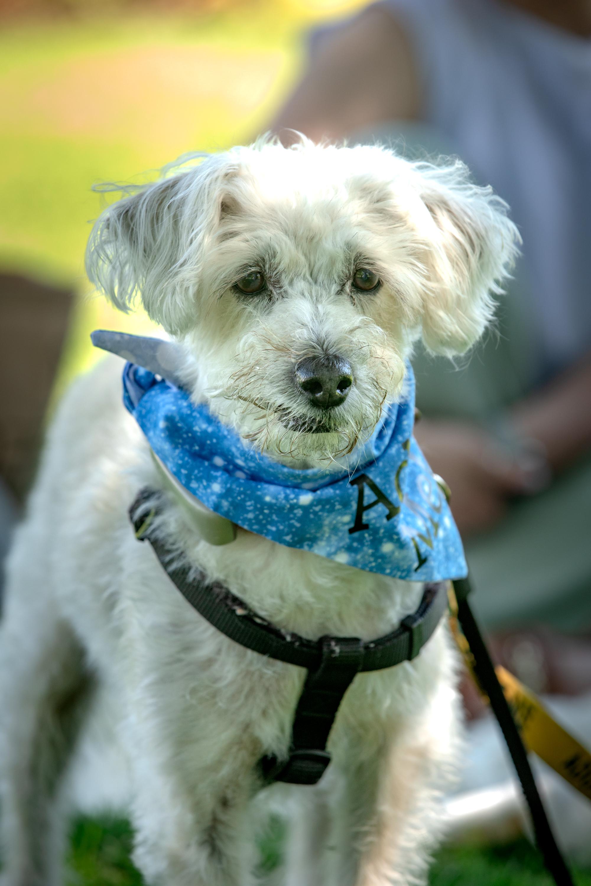 Fredy, a ADOPTABLE Mixed Breed in Mississauga, ON image 6/6