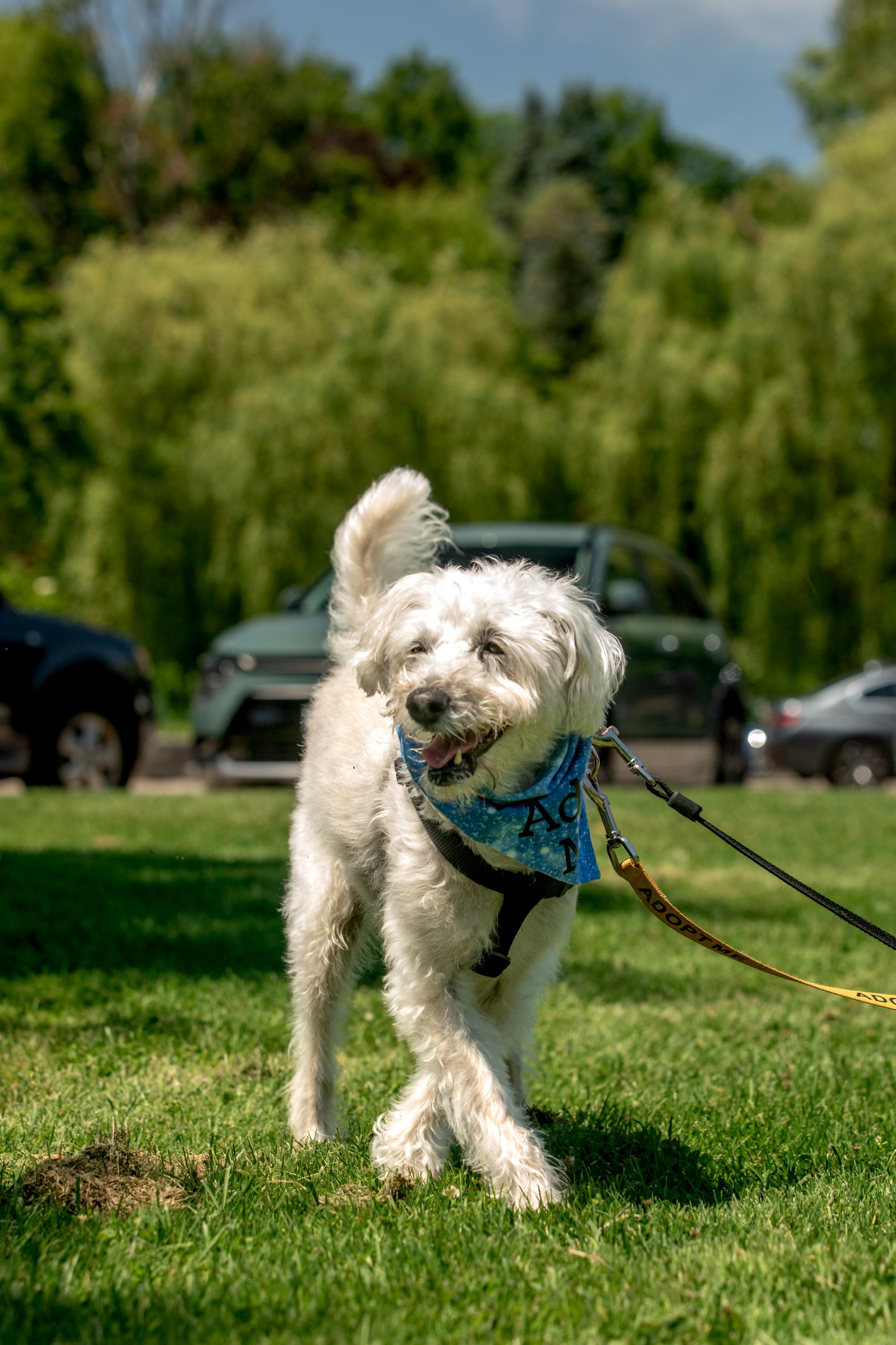 Fredy, a ADOPTABLE Mixed Breed in Mississauga, ON image 5/6