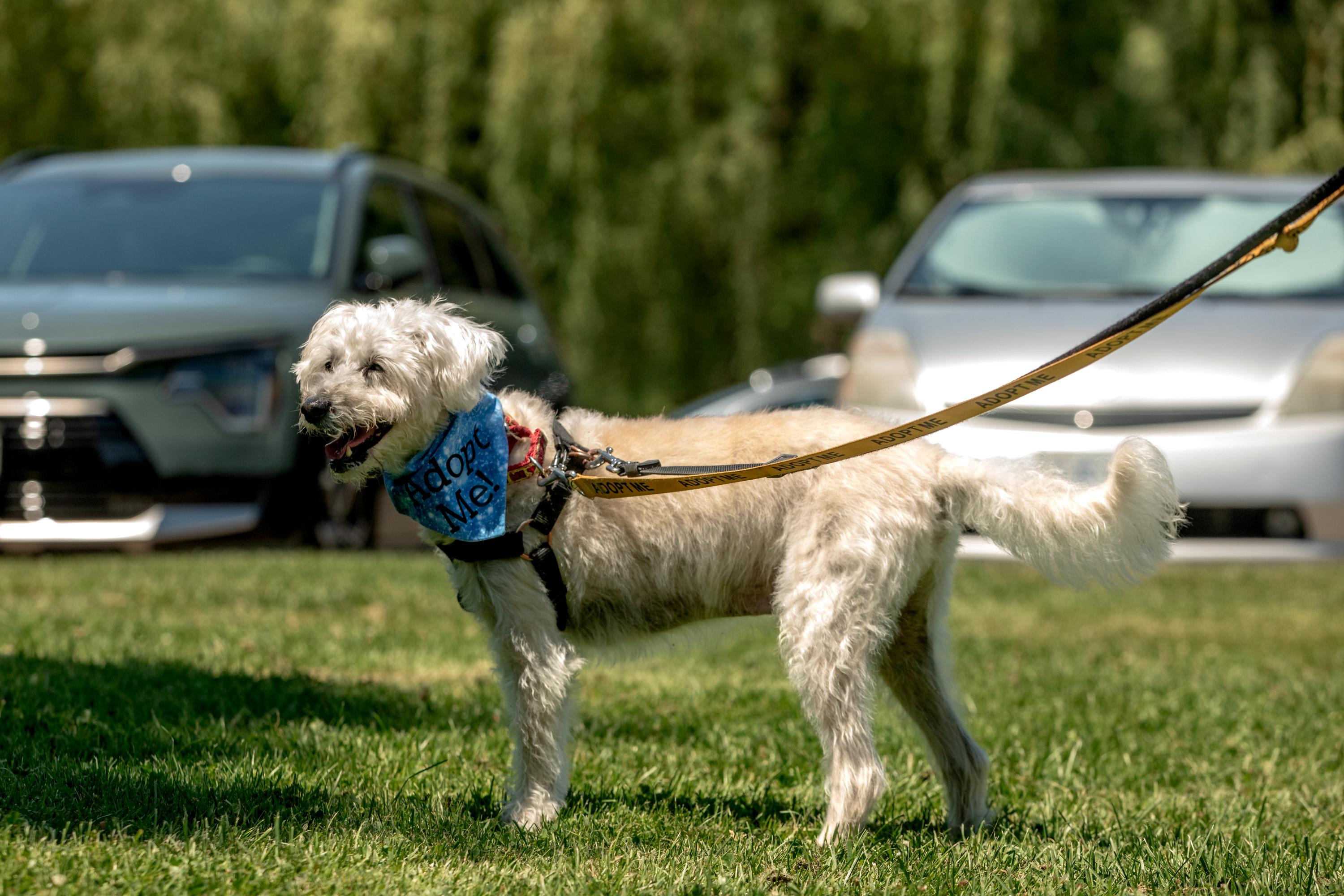 Fredy, a ADOPTABLE Mixed Breed in Mississauga, ON image 4/6