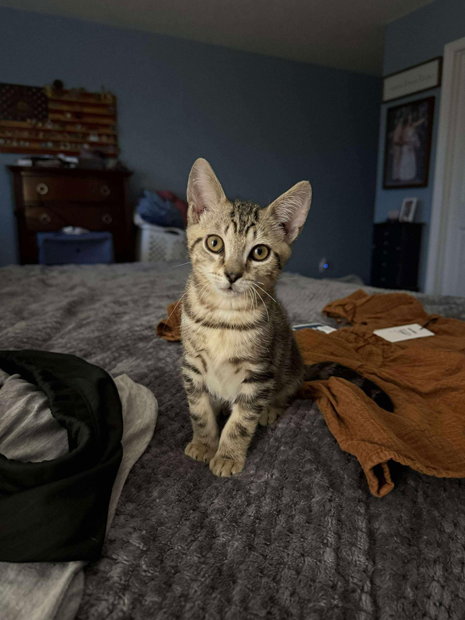 Olaf, Adopted, Kitten Male Domestic Short Hair.