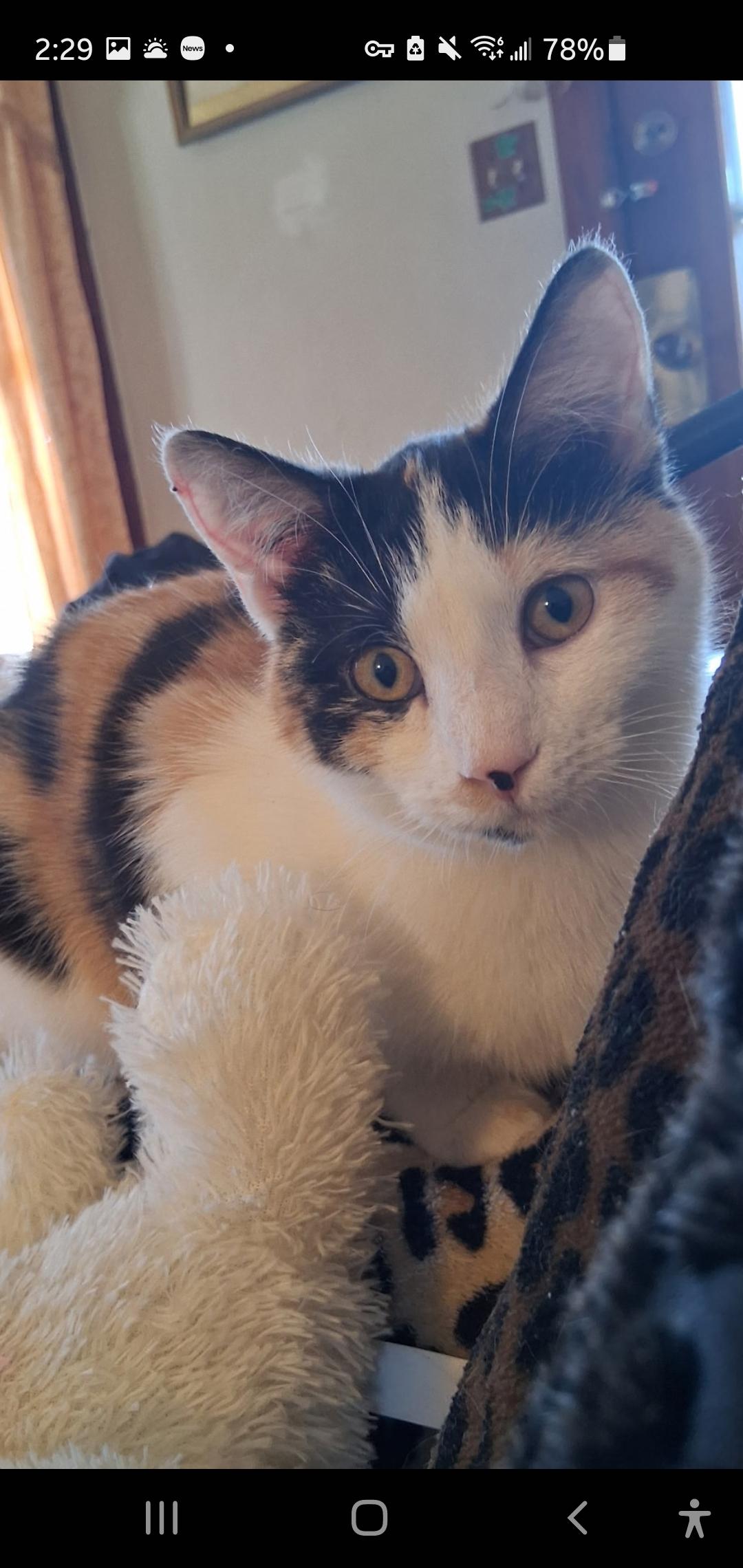 Enlarge Evie, a ADOPTABLE Domestic Short Hair in Muncie, IN image 2/3