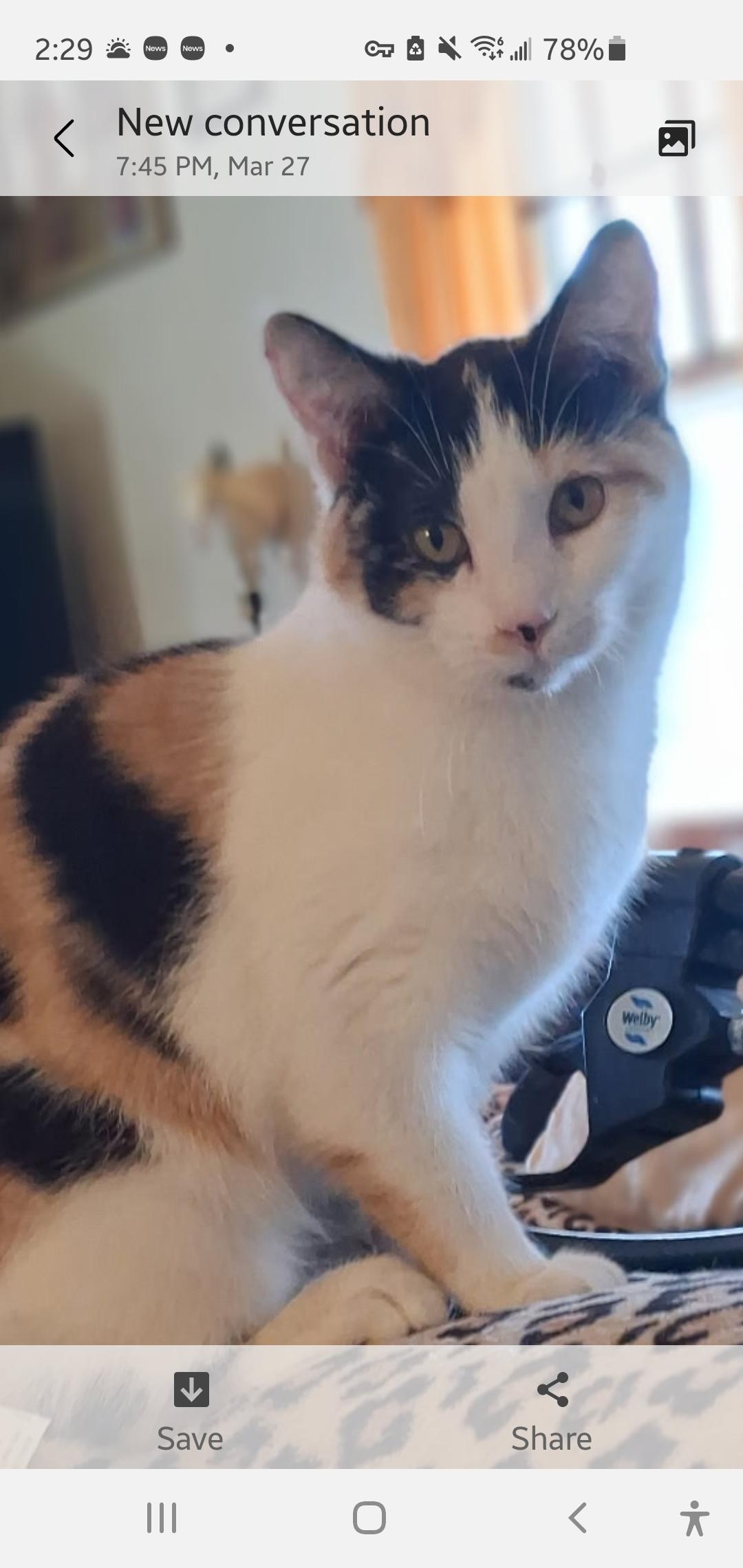 Enlarge Evie, a ADOPTABLE Domestic Short Hair in Muncie, IN image 3/3