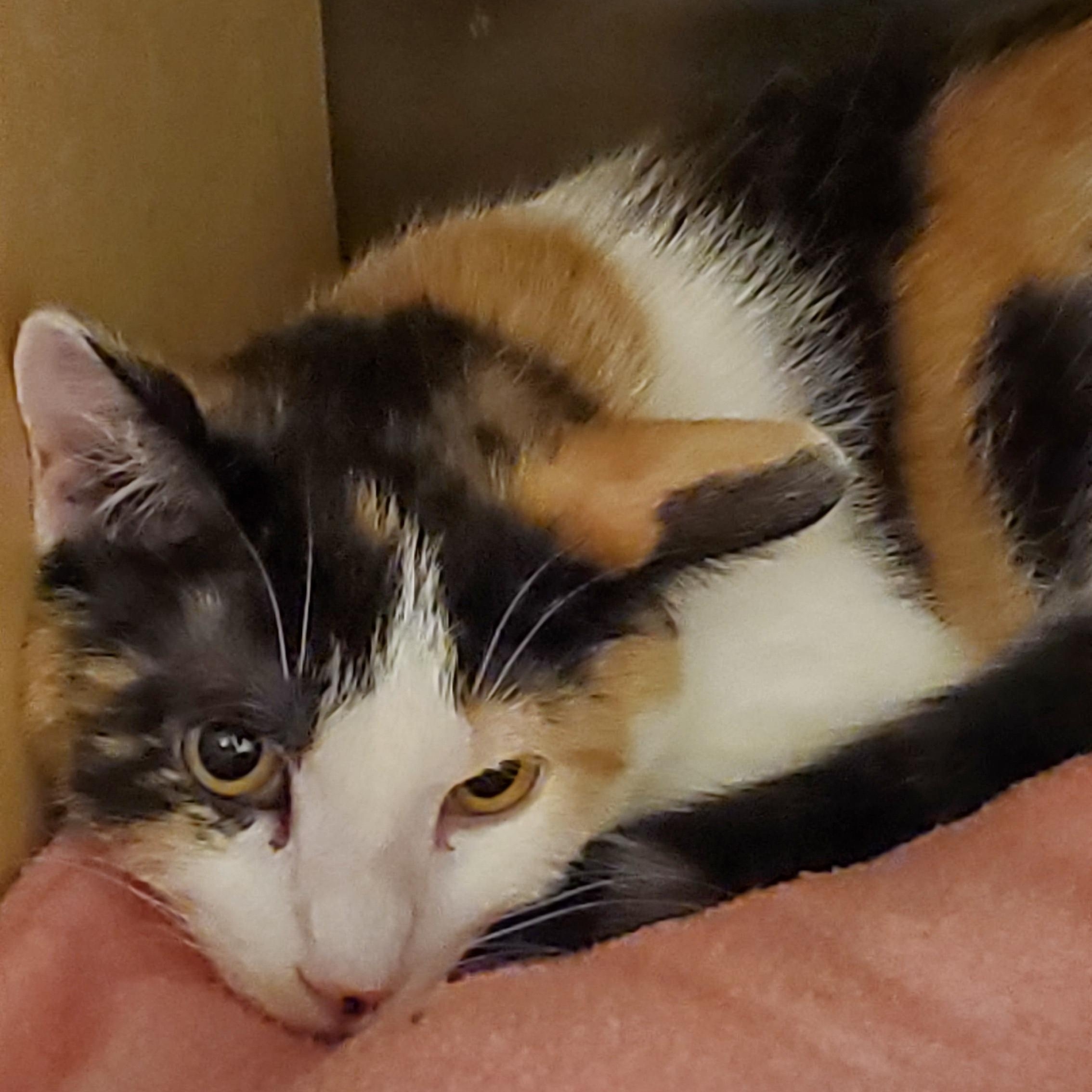 Enlarge Evie, a ADOPTABLE Domestic Short Hair in Muncie, IN image 1/3