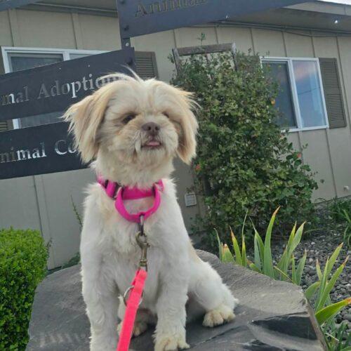 Enlarge Go Go, a Adoptable mixed breed in Langley, BC image 1/1