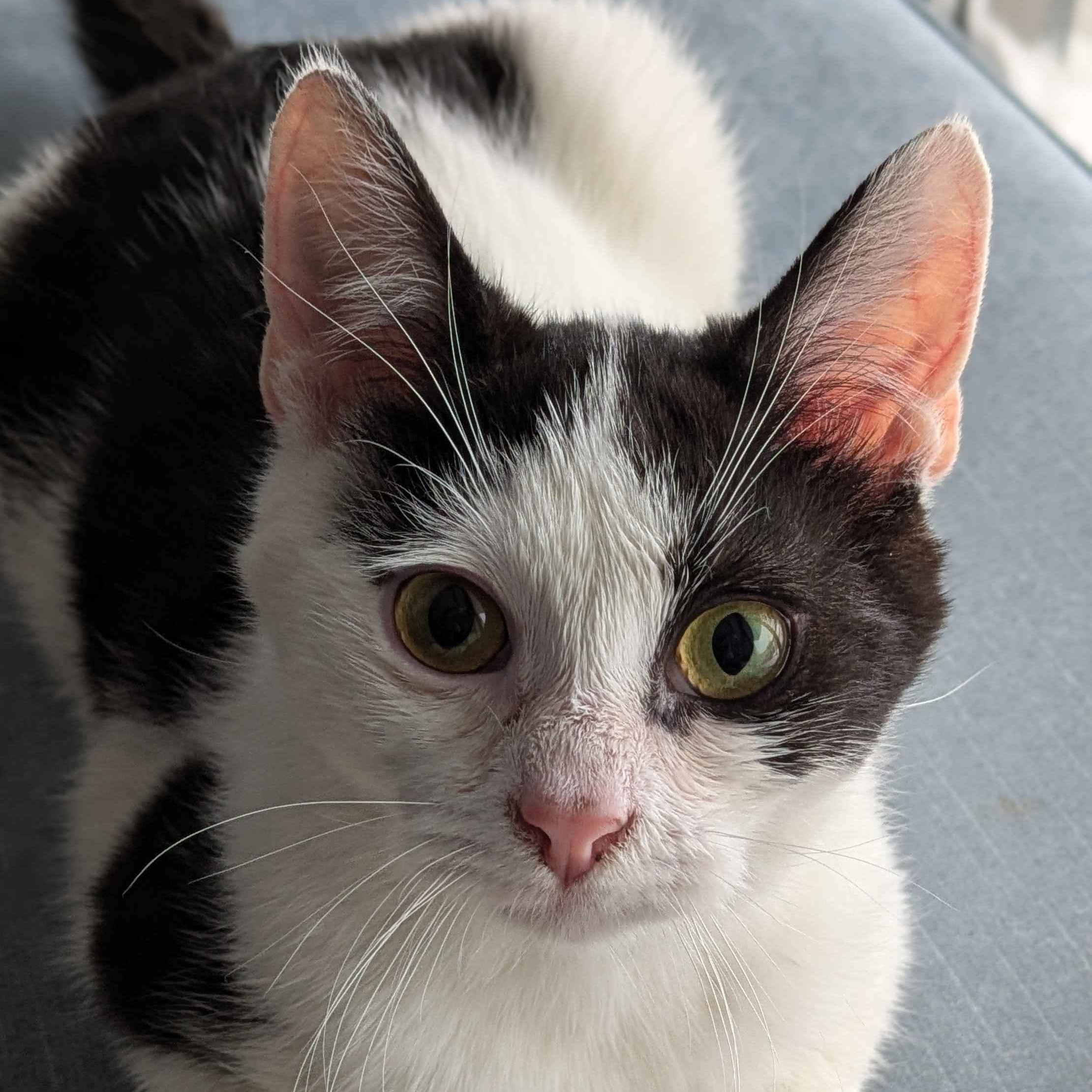 Enlarge Fern, a Adoptable Domestic Short Hair in Weehawken, NJ image 1/6