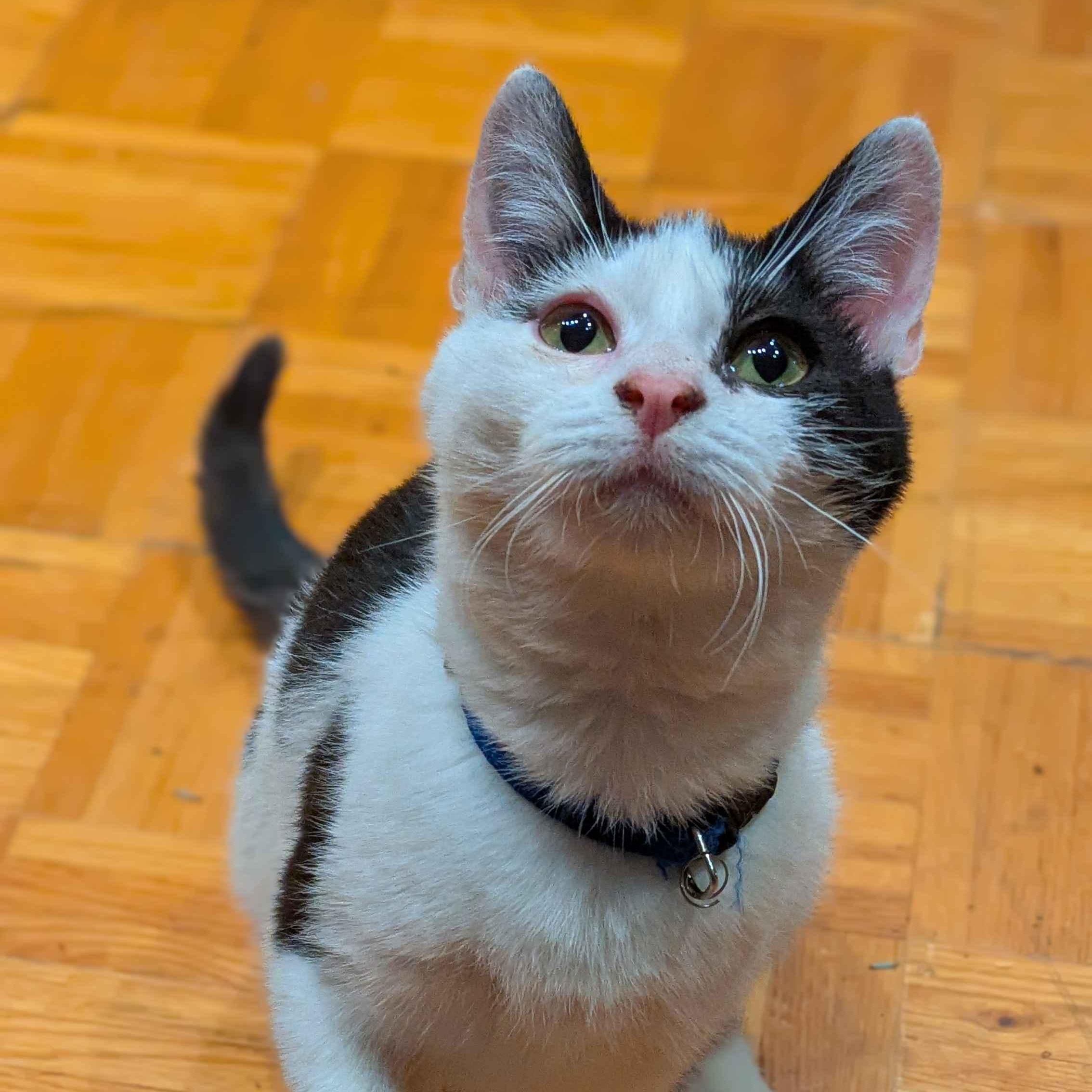 Enlarge Fern, a Adoptable Domestic Short Hair in Weehawken, NJ image 3/6