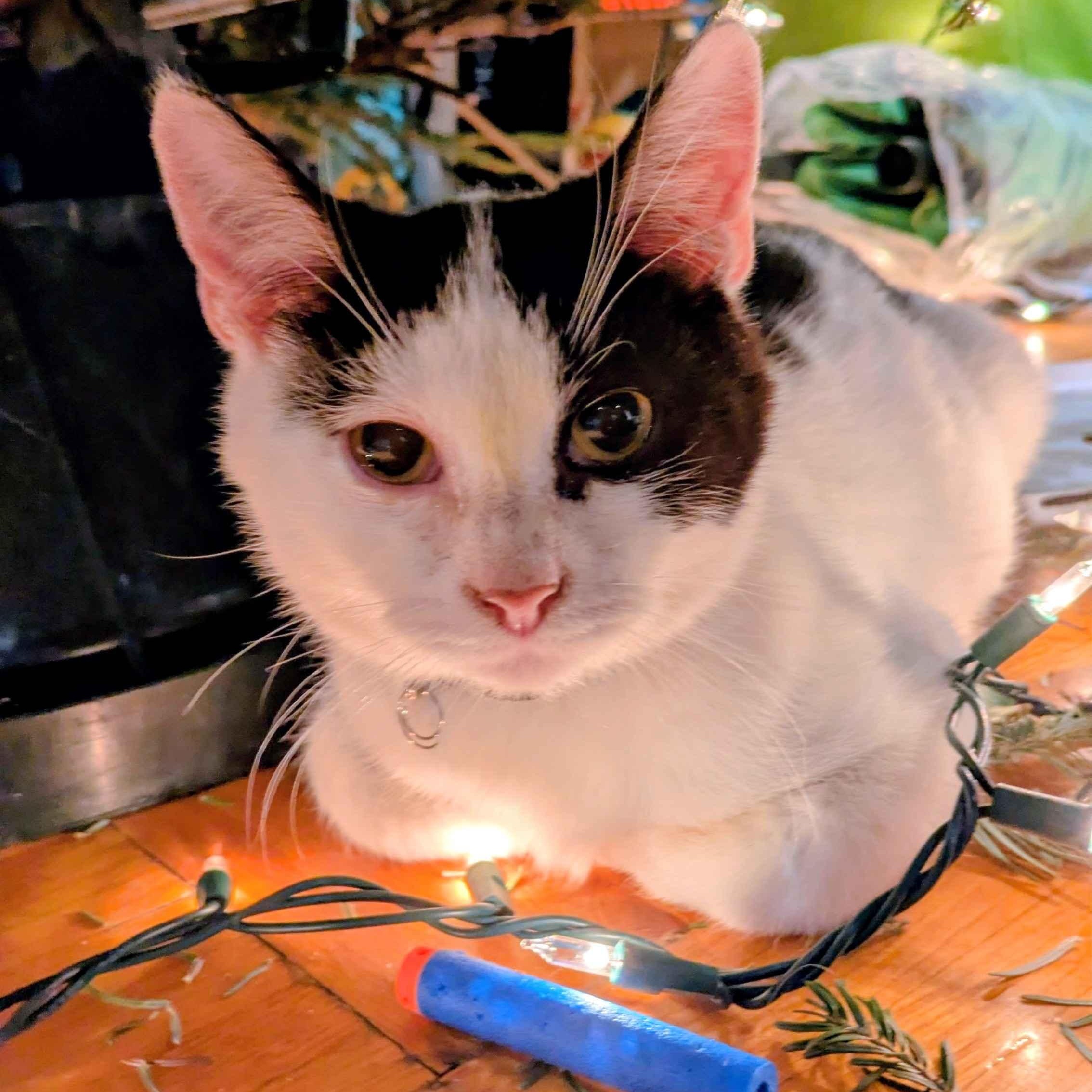 Enlarge Fern, a Adoptable Domestic Short Hair in Weehawken, NJ image 6/6