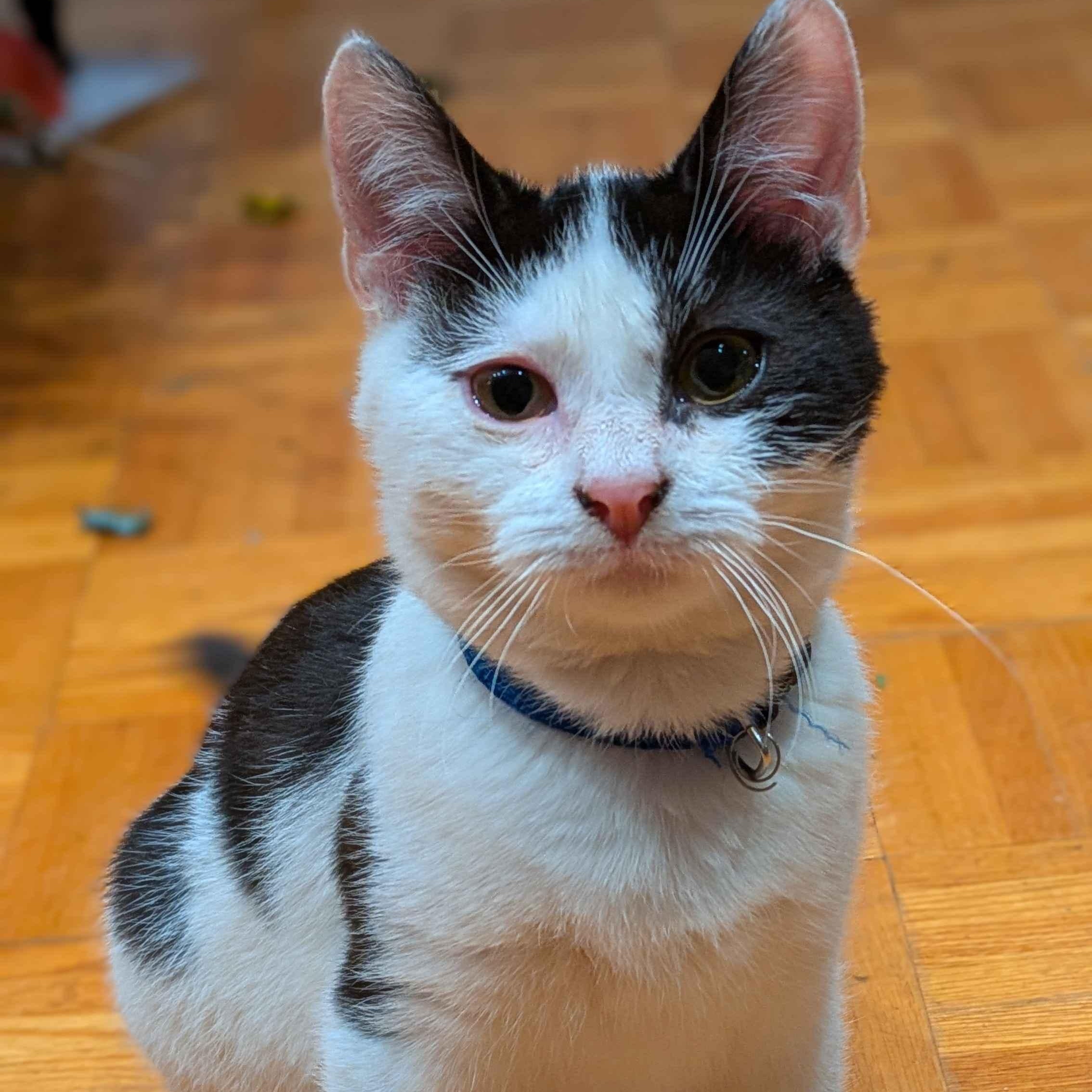 Enlarge Fern, a Adoptable Domestic Short Hair in Weehawken, NJ image 1/6