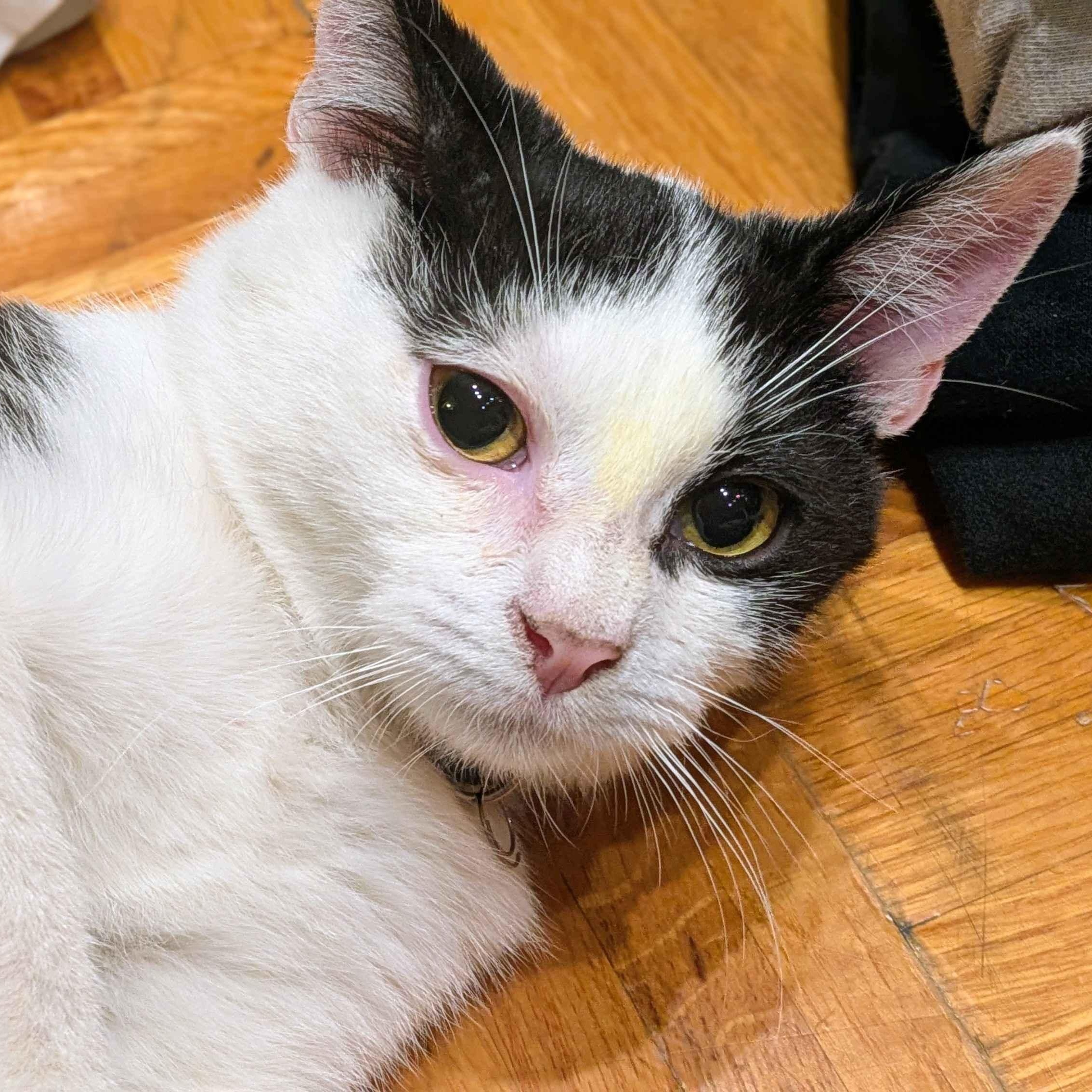 Enlarge Fern, a Adoptable Domestic Short Hair in Weehawken, NJ image 2/6