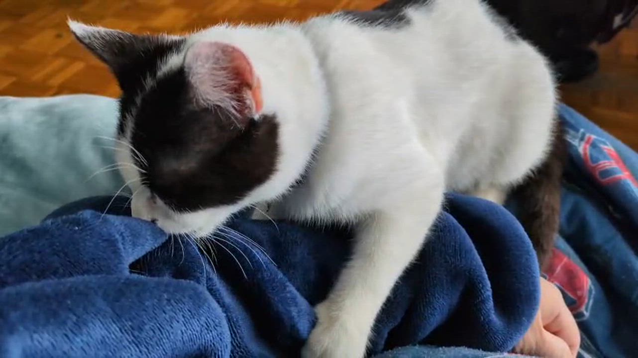 Enlarge Fern, a Adoptable Domestic Short Hair in Weehawken, NJ video 4/6